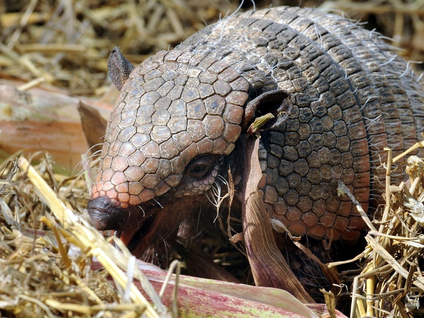 1400x1050 Download Wallpaper  Long Haired Armadillo Armadillo, Desktop