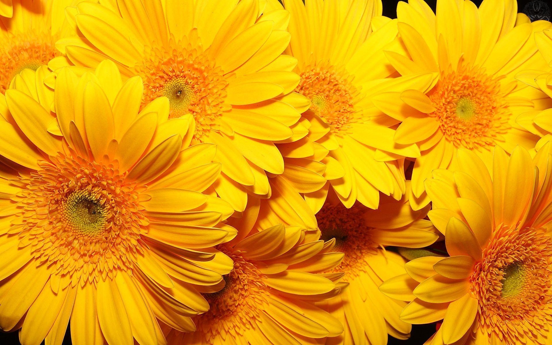 1920x1200 Yellow Flower Wallpaper Full HD, Desktop