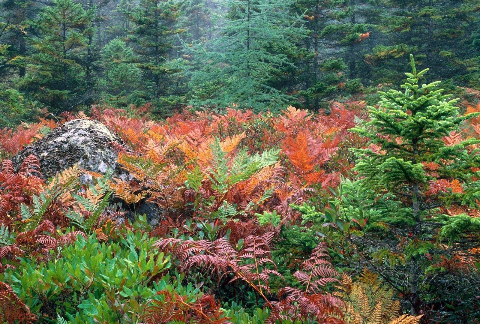 1600x1080 Forests: Acadia Furns National Colorful Autumn Park Wallpaper, Desktop