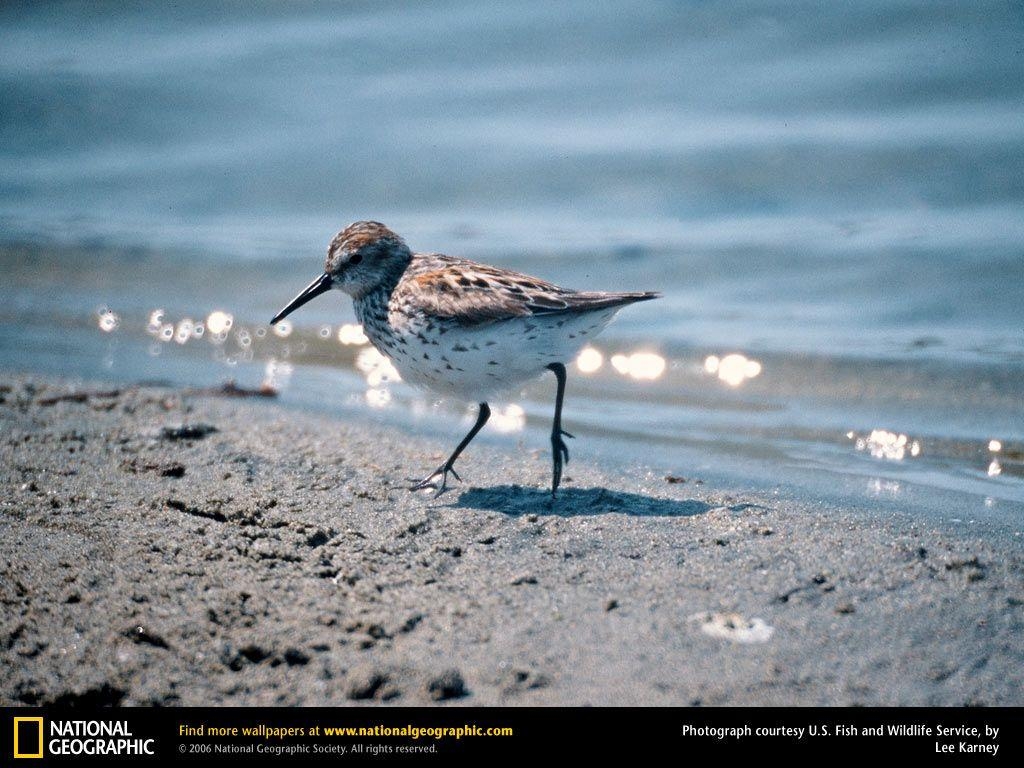 1030x770 sandpiper image. sandpipers are most often seen poking, Desktop