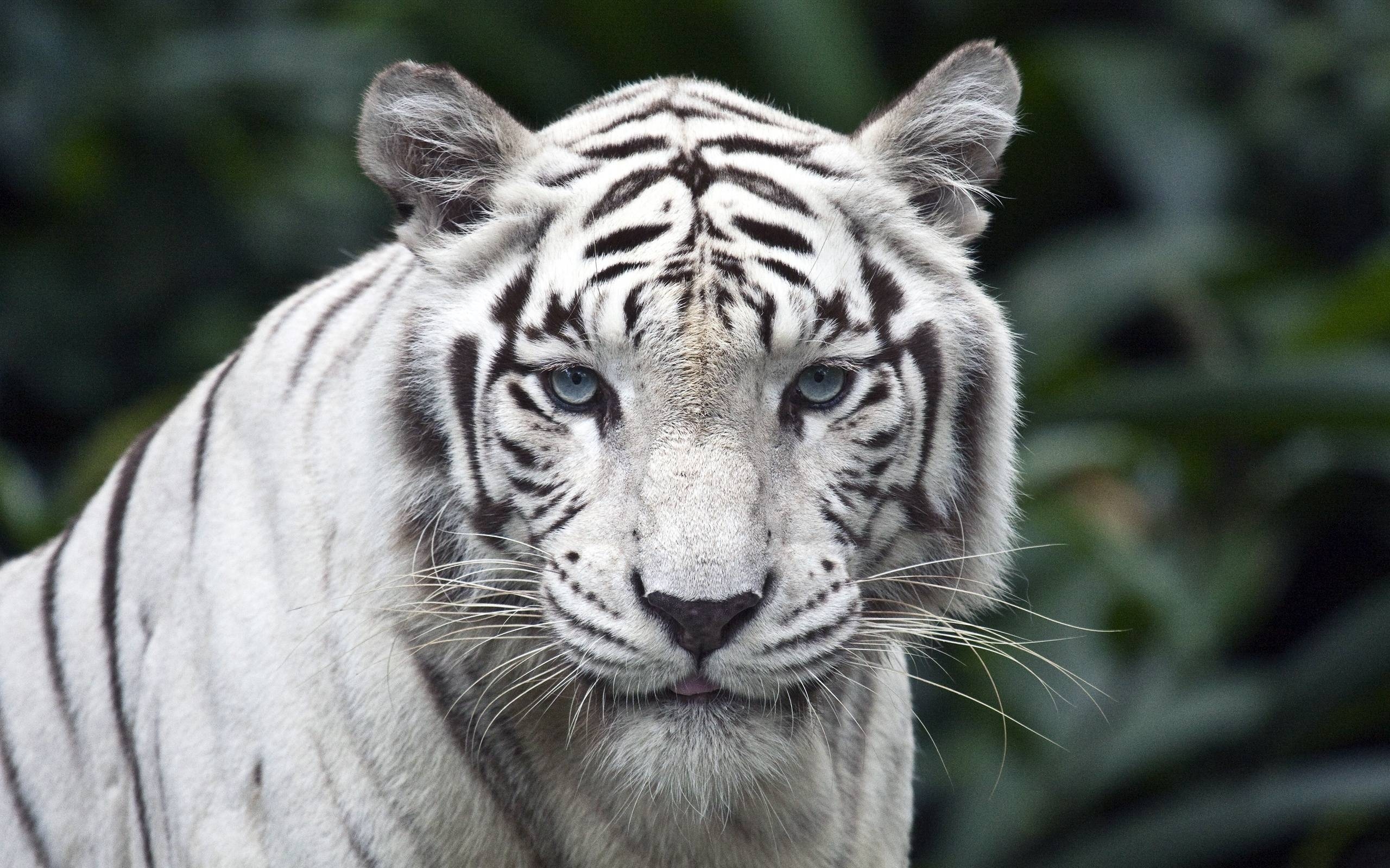 2560x1600 White Tigers Picture, Desktop