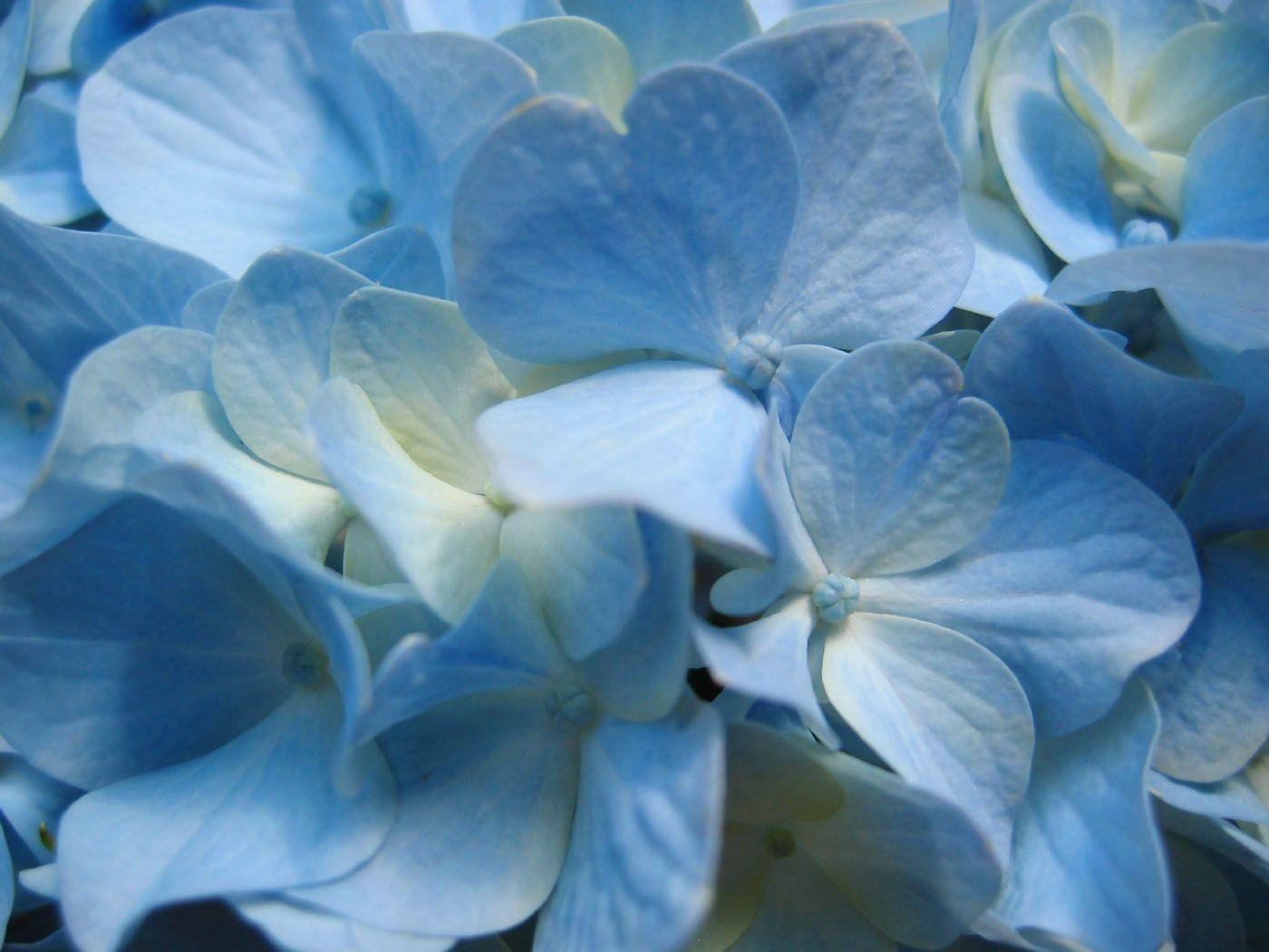 1400x1050 blue hydrangea flower wallpaper, Desktop