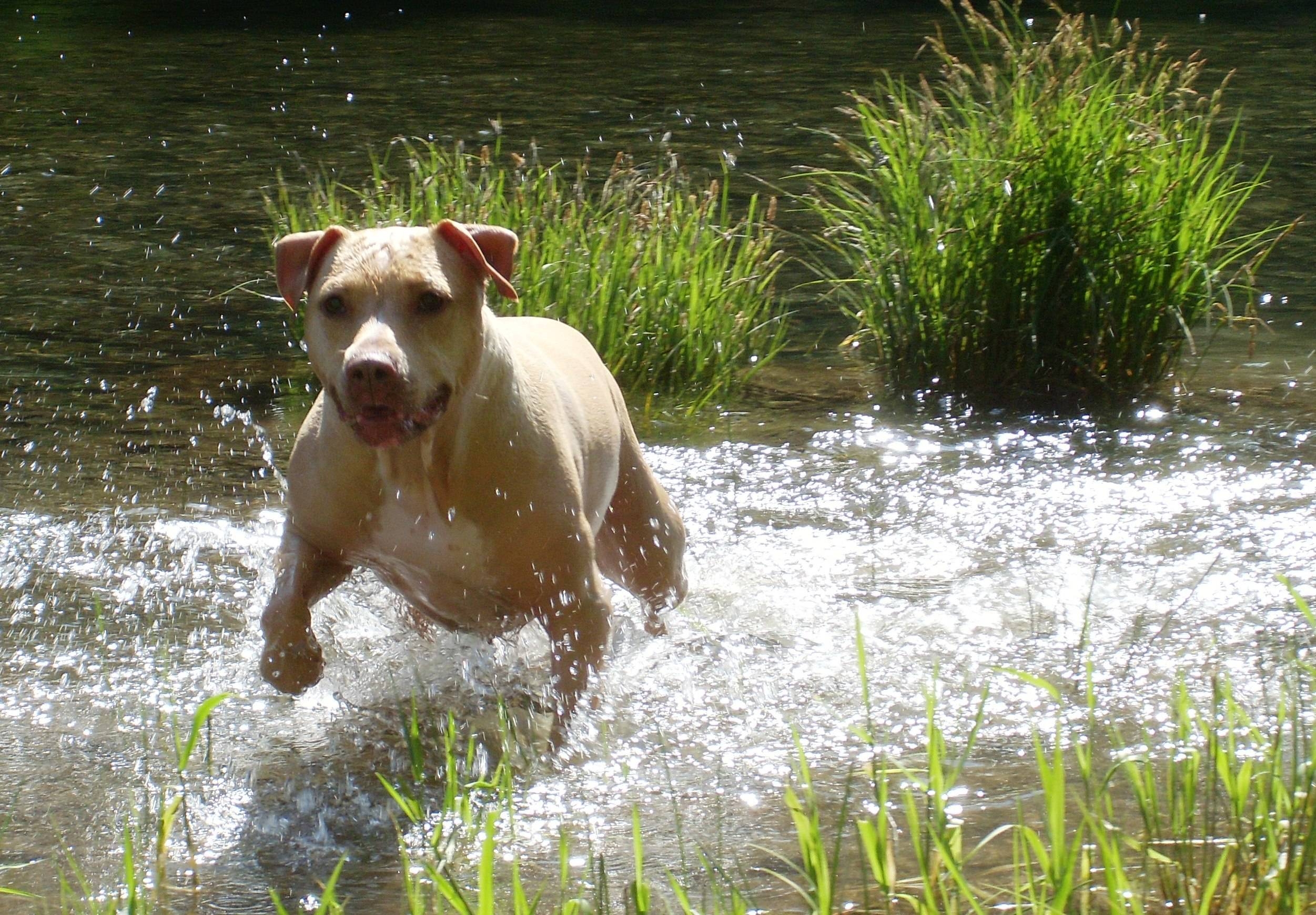 2510x1740 Pit bull terier is running throw the river wallpaper, Desktop