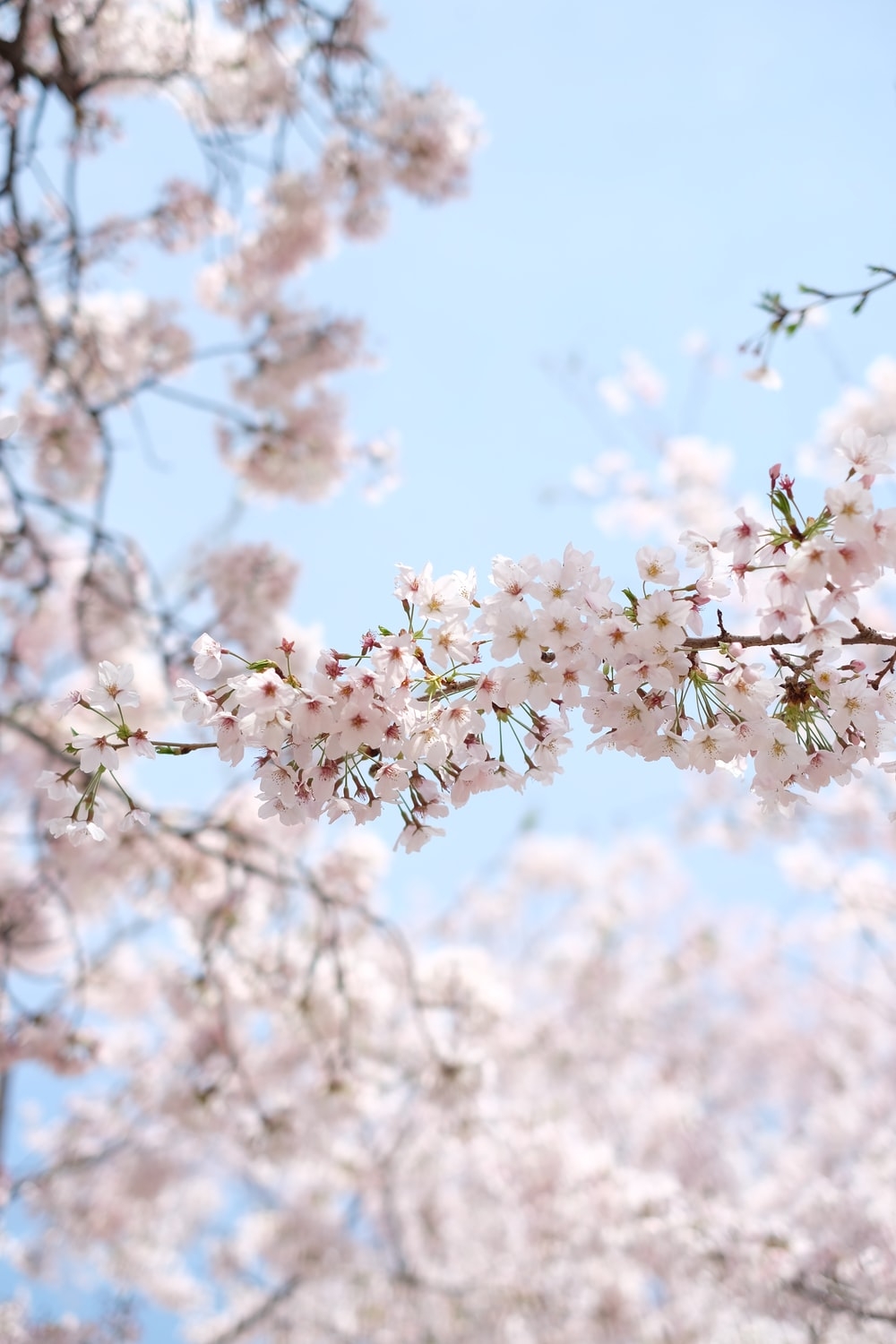 1000x1500 white cherry blossom under clear blue sky during daytime photo, Phone