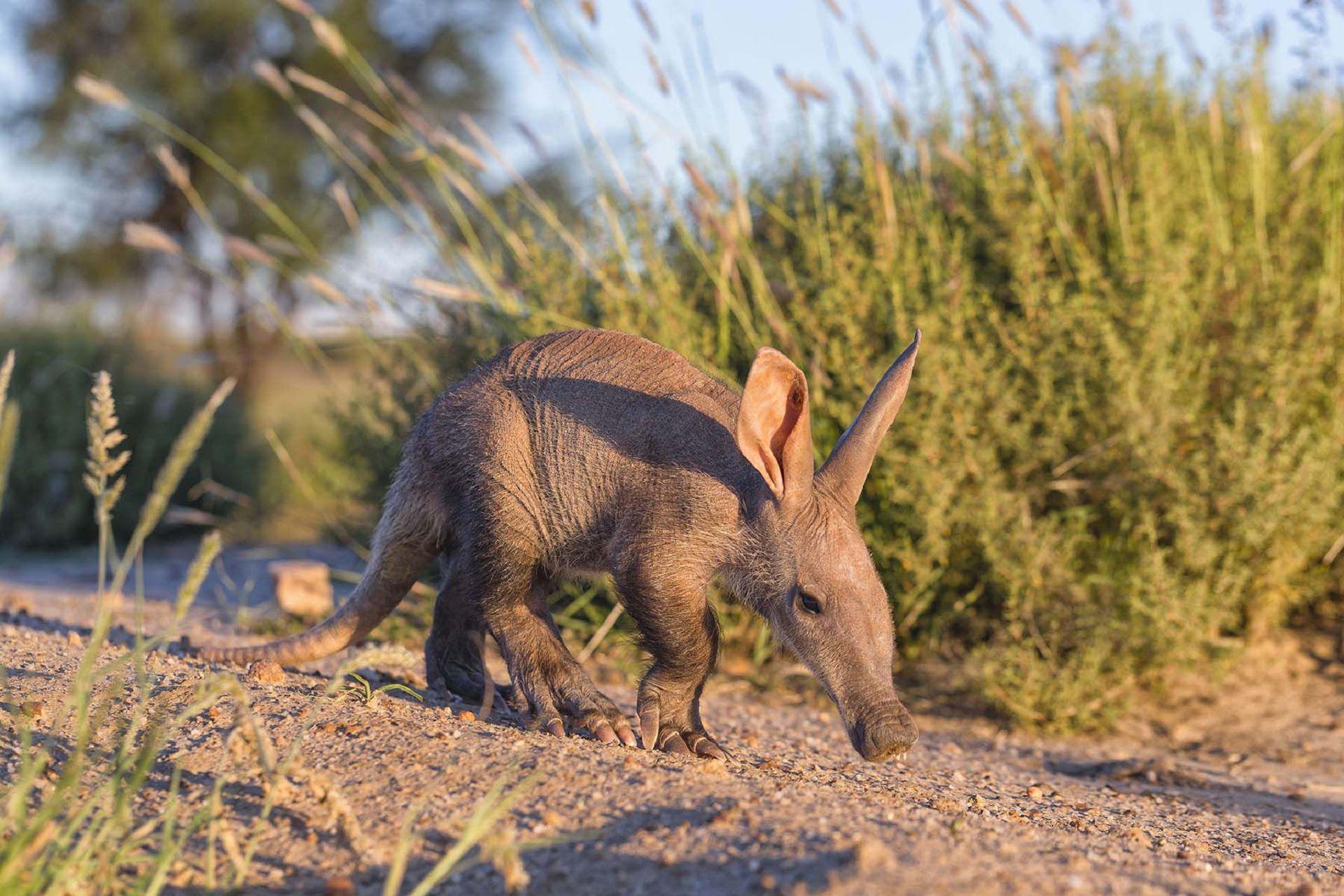 1920x1280 Aardvark Wallpaper Background, Desktop