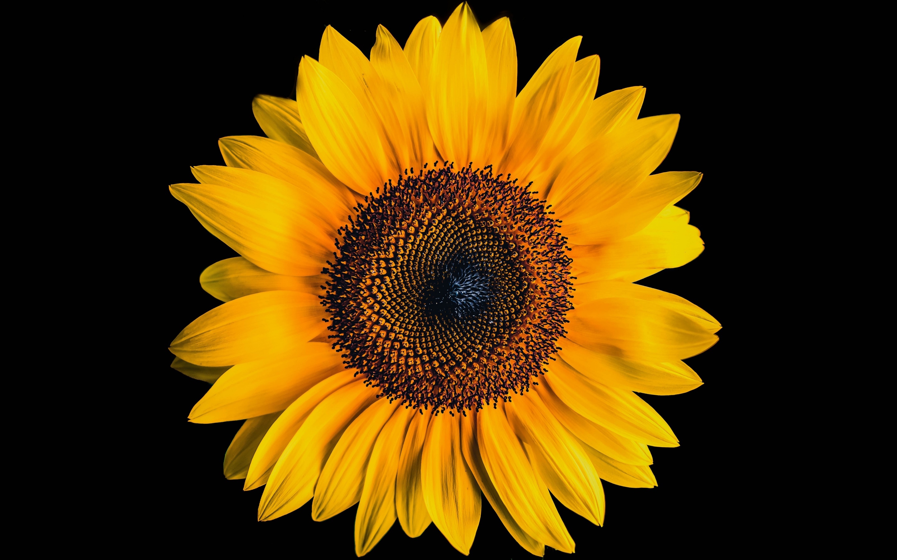 2880x1800 Sunflower Wallpaper 4K, Black background, Yellow flower, 5K, Flowers, Desktop