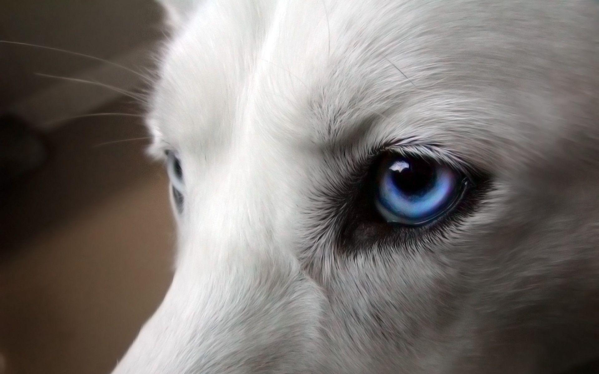 1920x1200 White Wolf Eyes HD Wallpaper. Free HD 3D Desktop Wallpaper, Desktop