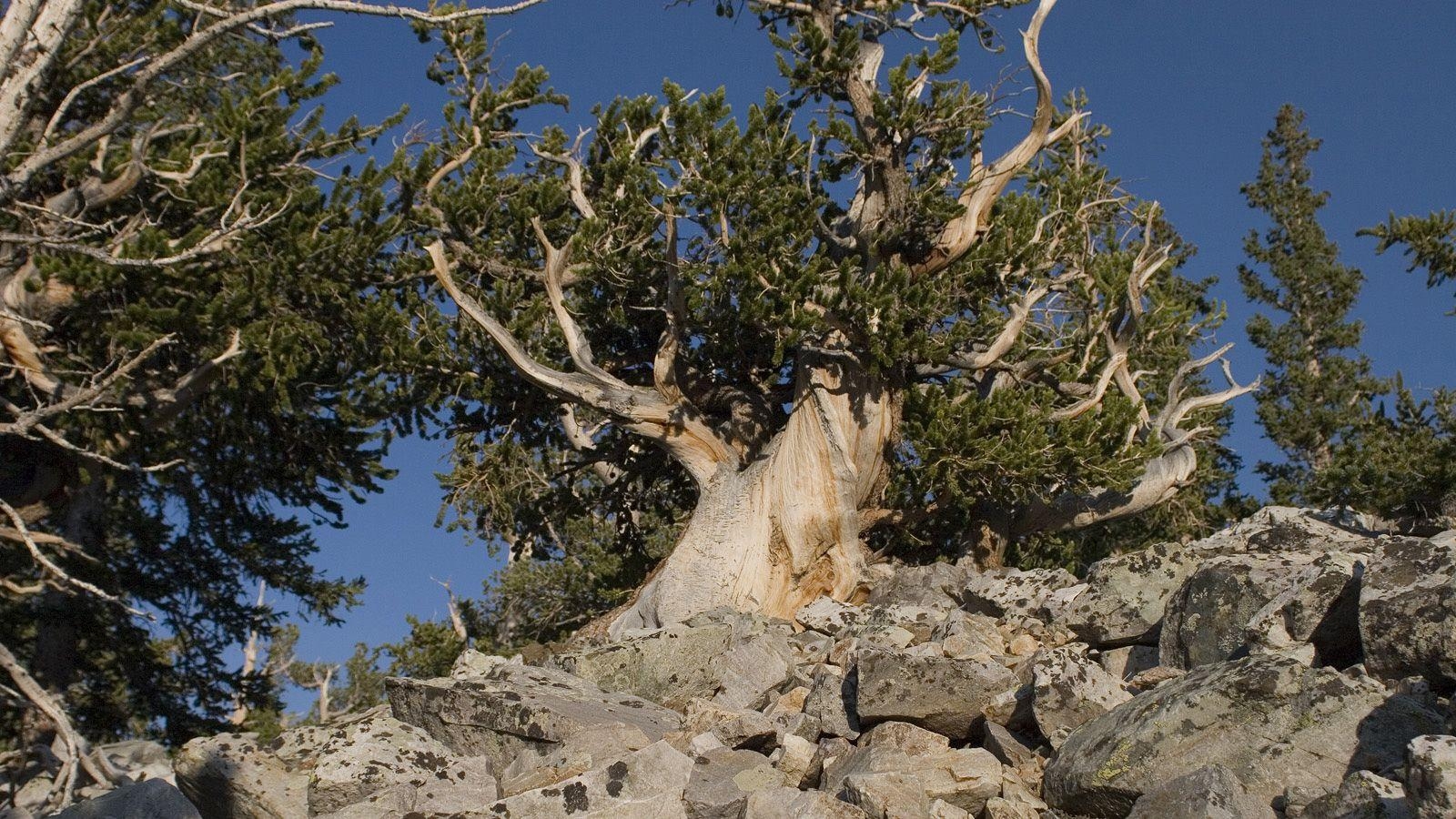 1600x900 Bristlecone Pines in Great Basin National Park. Photo © Tee Poole, Desktop