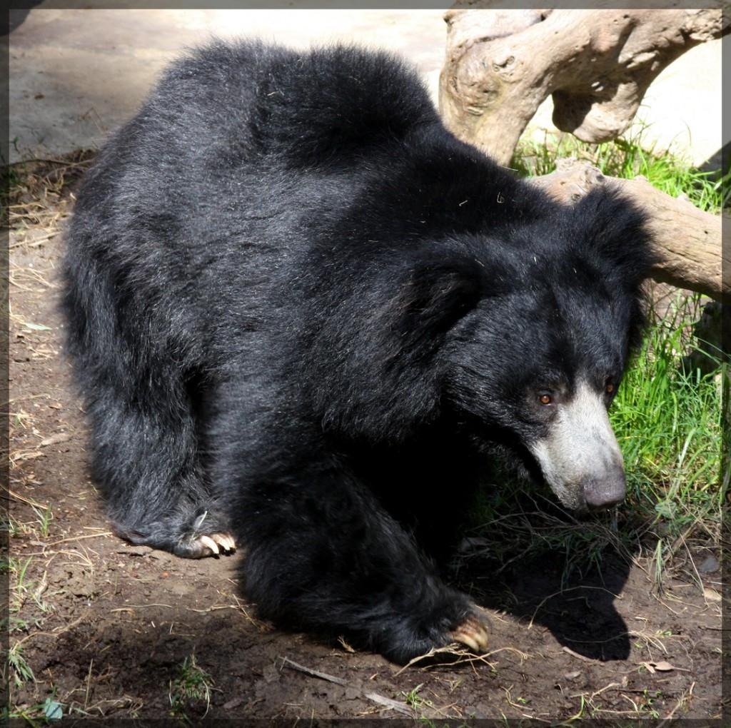 1030x1020 Free download Sloth bear Desktop Background, Desktop