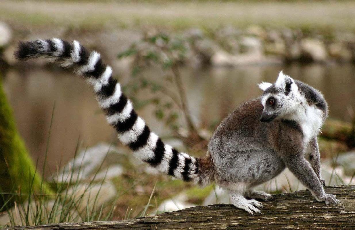 1240x810 Awesome Tailed Lemurs HD Wallpaper, Desktop