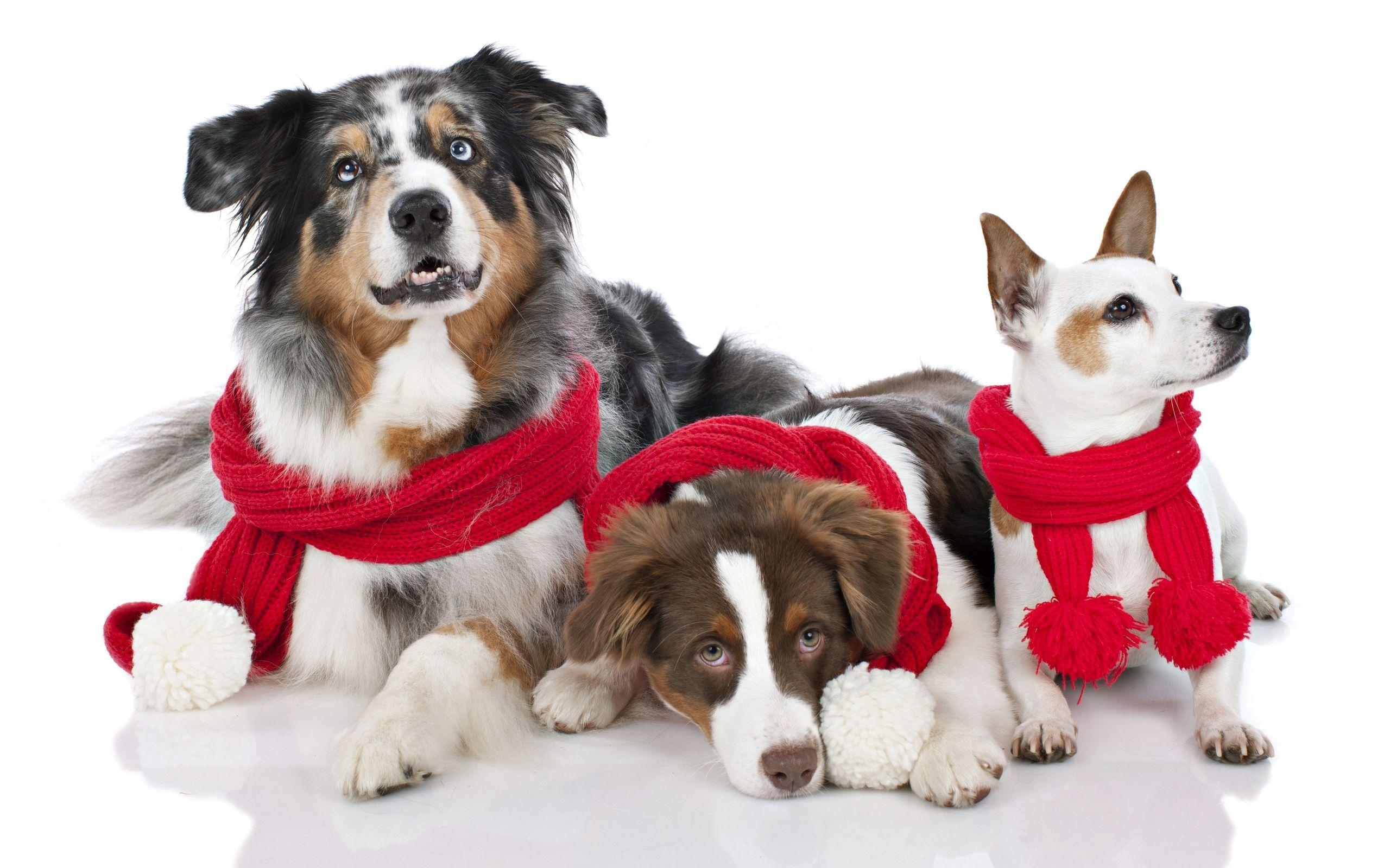 2560x1600 animal, dogs, look, merry christmas, red cowl, puppy, photo, Desktop