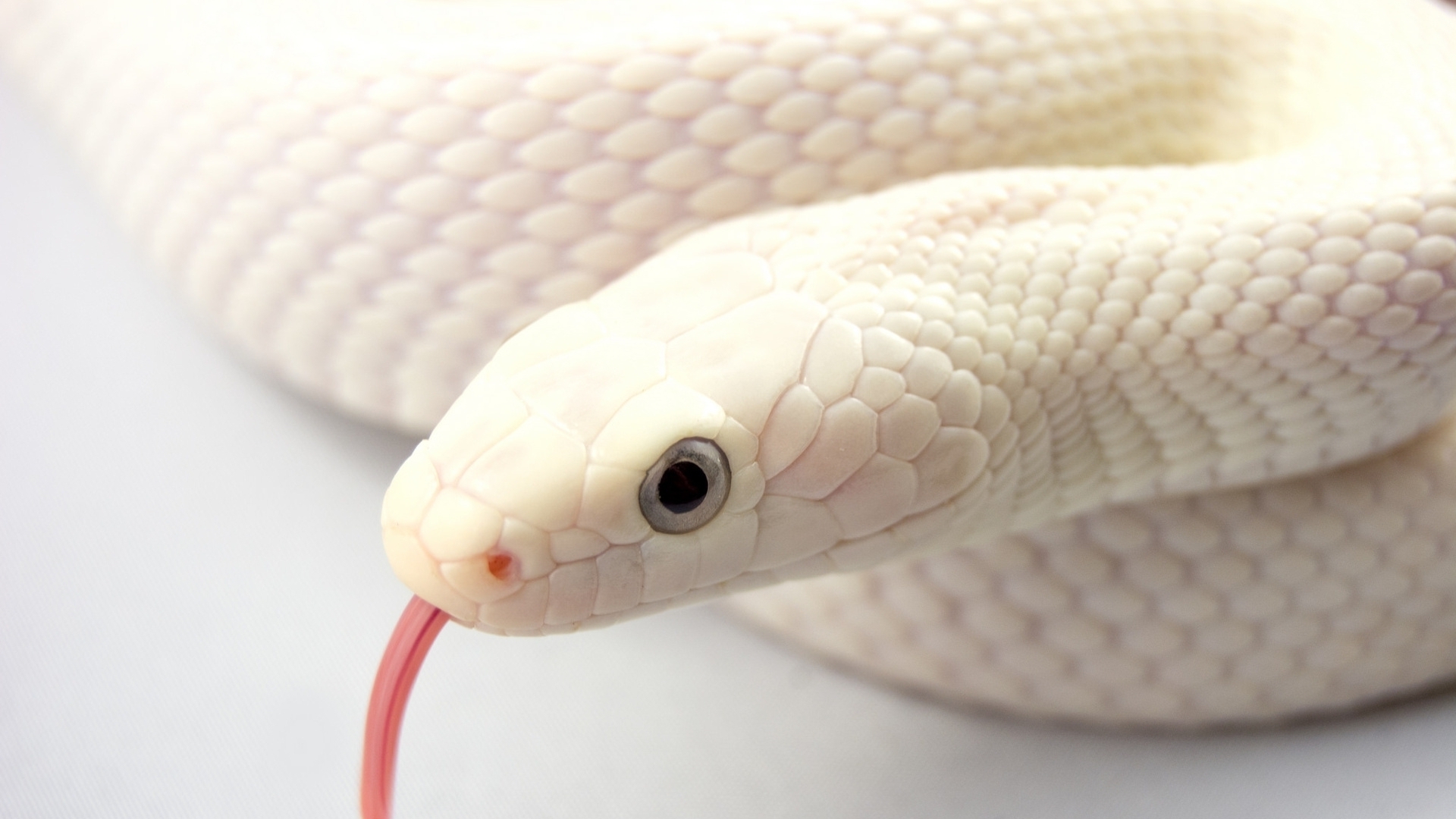 1920x1080 Download Animal Snake HD Wallpaper, Desktop