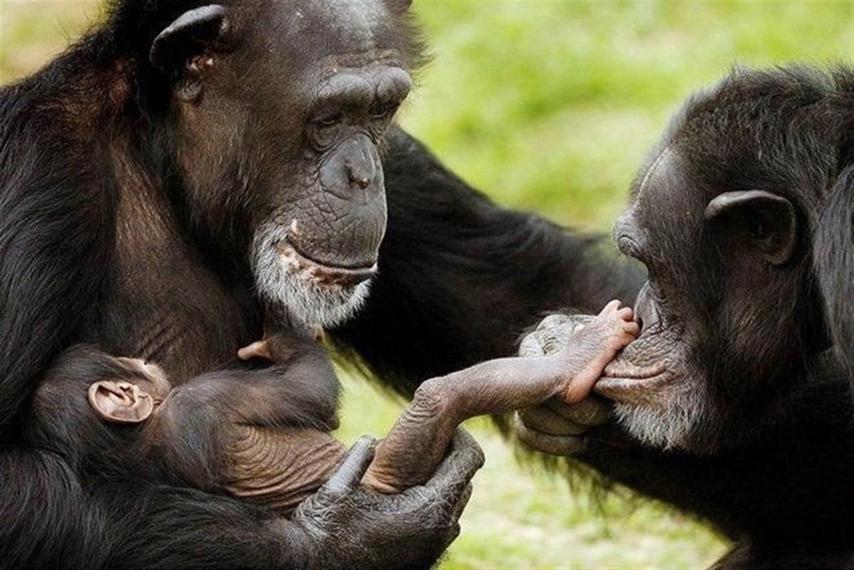 1200x810 Baby chimpanzee wallpaper, Desktop