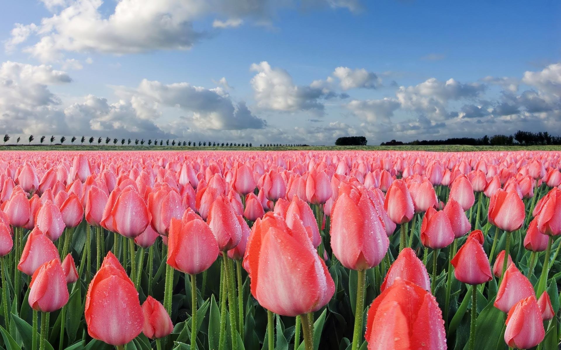 1920x1200 Pink Tulip Flower Wallpaper, Desktop