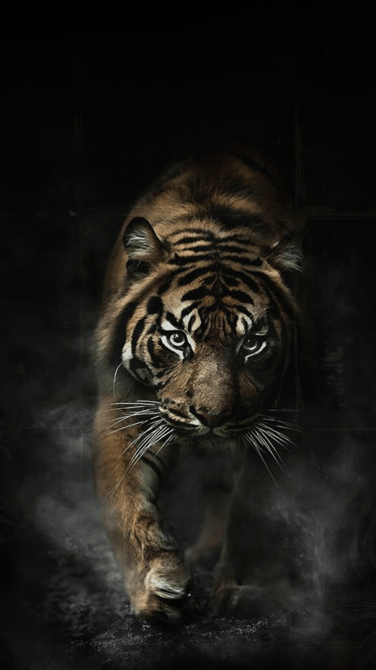 750x1340 Tiger Phone Wallpaper Free Tiger Phone Background, Phone