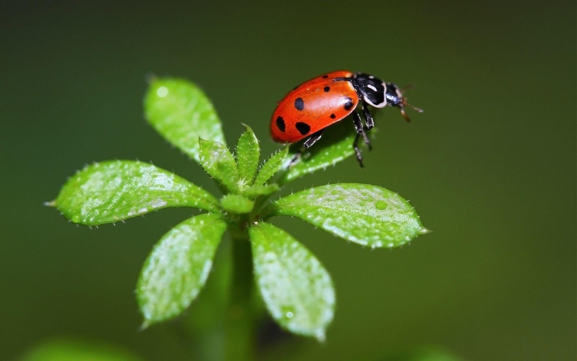 1920x1200 Ladybug HD Wallpaper and Background Image, Desktop