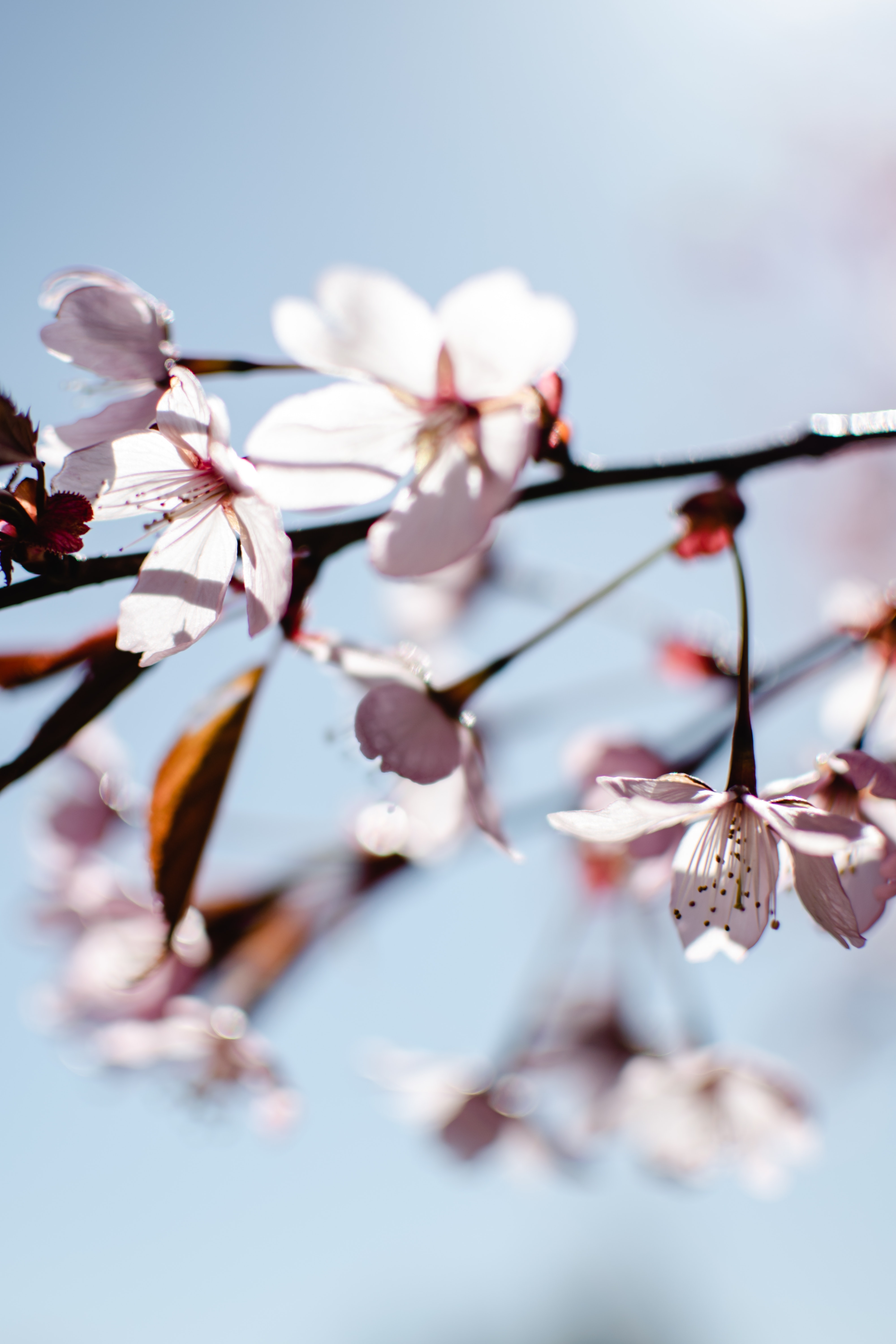 4000x6000 Best Free Cherry Blossom Wallpaper & Image · 100% Royalty Free HD Downloads, Phone