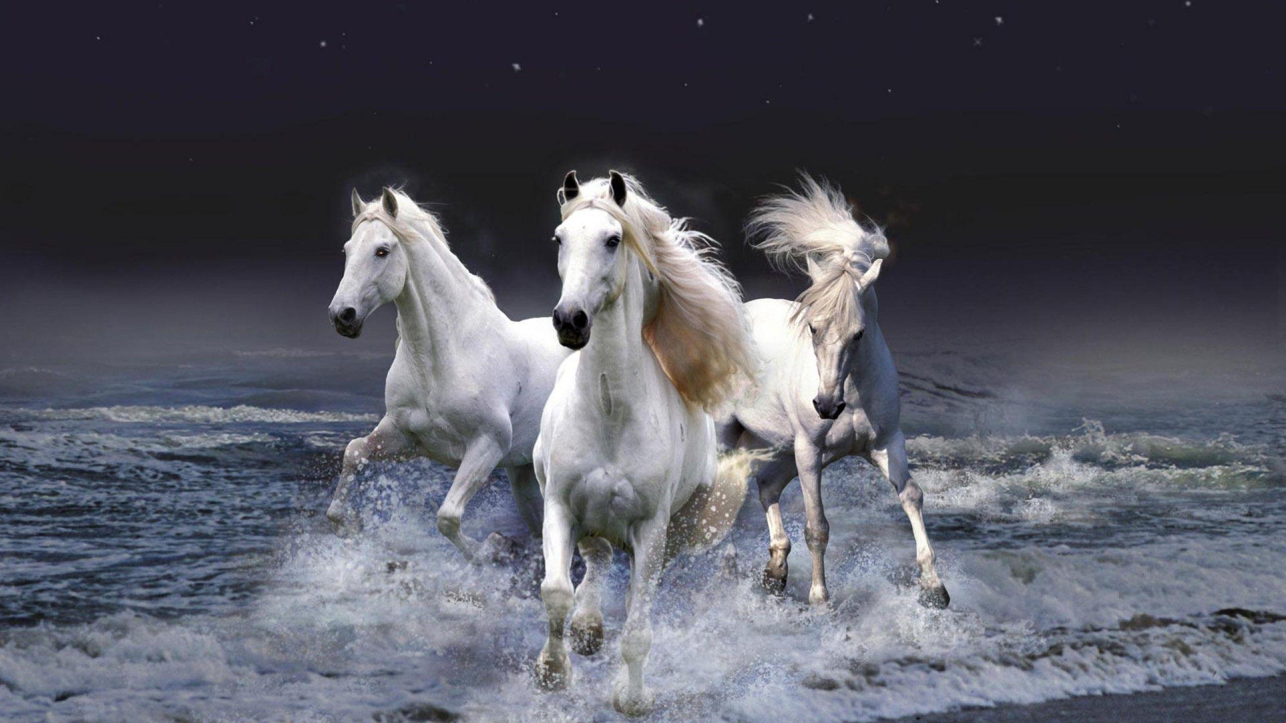 2560x1440 Beautiful White Horses Wallpaper, Desktop