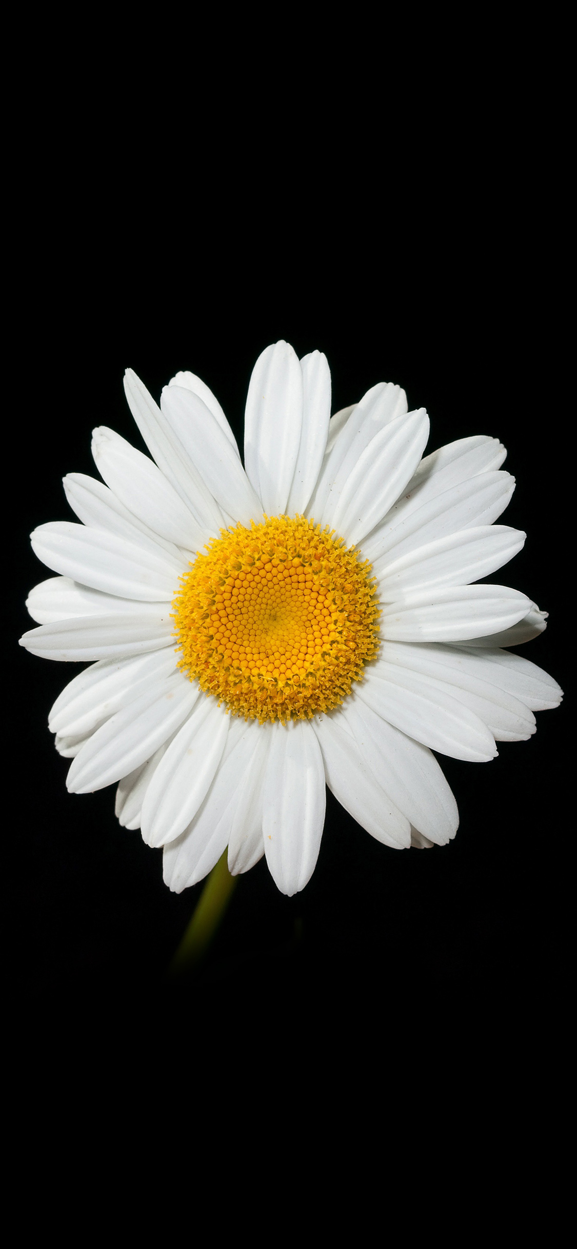 1130x2440 iPhone X wallpaper. daisy flower dark nature, Phone