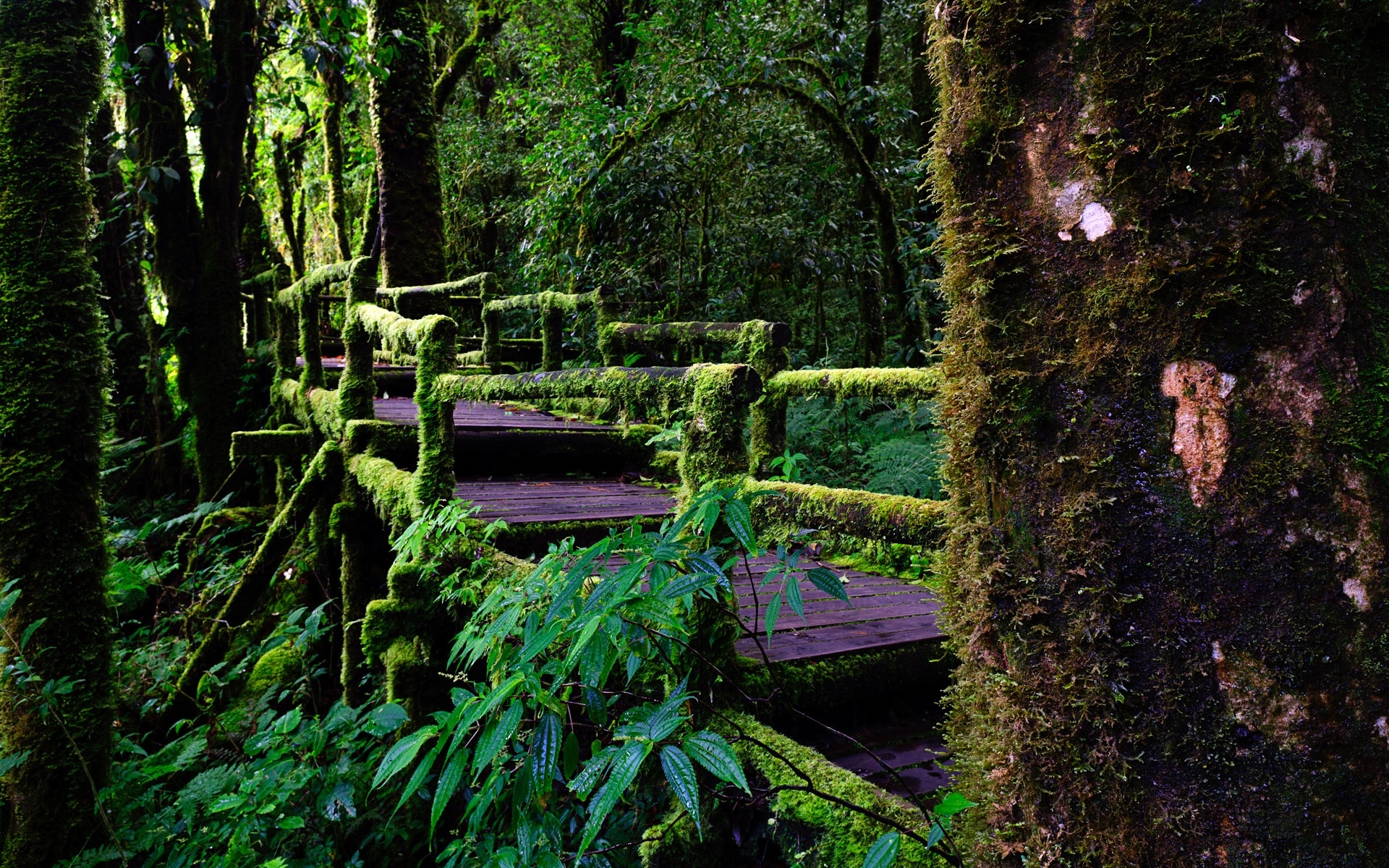 1920x1200 Wallpaper Chiang Mai, Thailand, Doi Inthanon National Park, Desktop