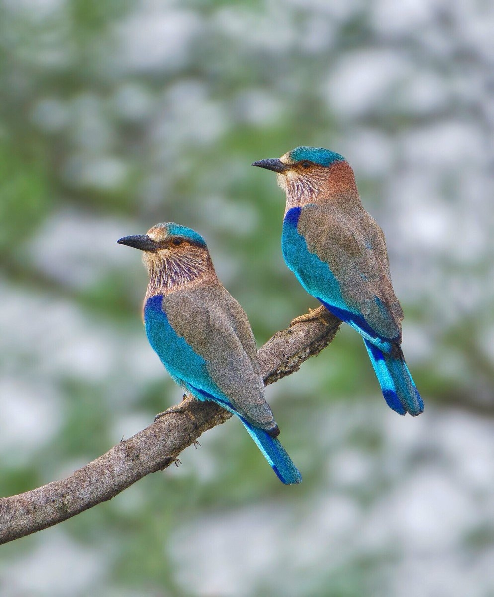 1000x1200 Ashwin Deshpande pair of Indian Rollers #Bangalore #Nikon #EarthCapture, Phone