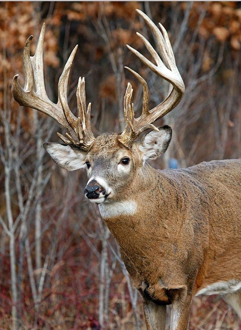 840x1150 Big Bucks. Big deer, Whitetail deer, Phone