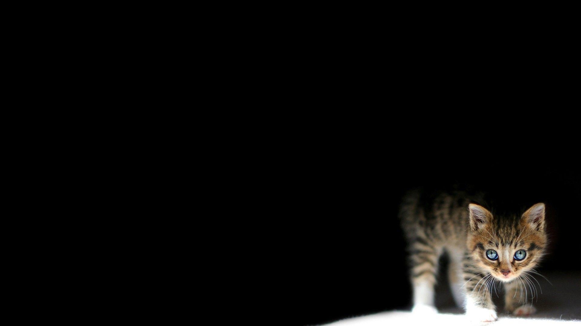 1920x1080 Cat aggressive HD wallpaper, Desktop