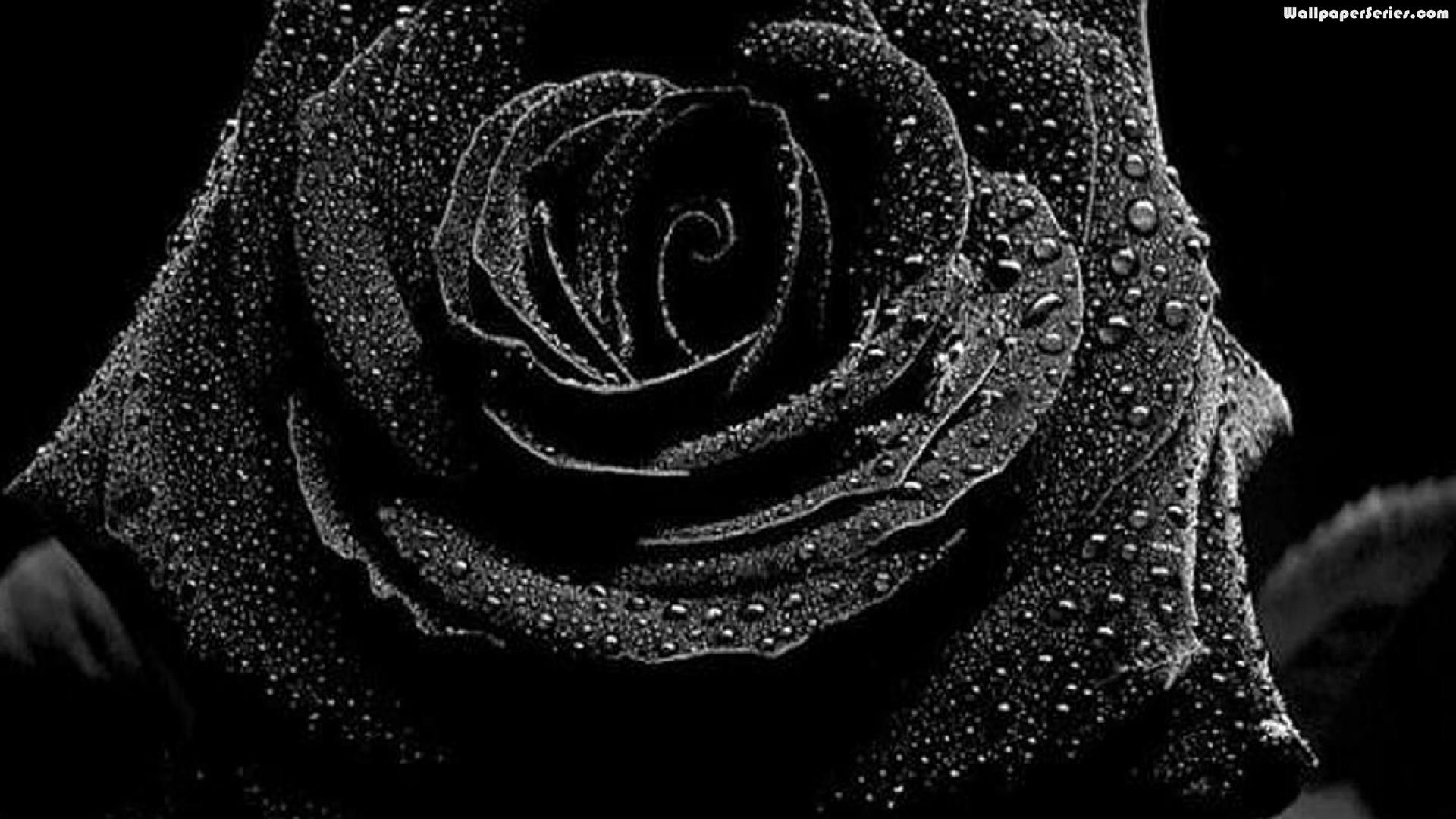 1920x1080 Free download Wallpaper Of Black Roses [], Desktop