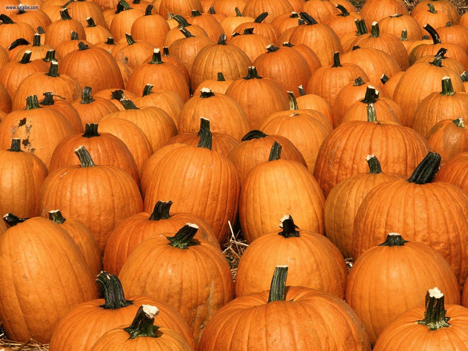 1600x1200 Pumpkins Light, Desktop