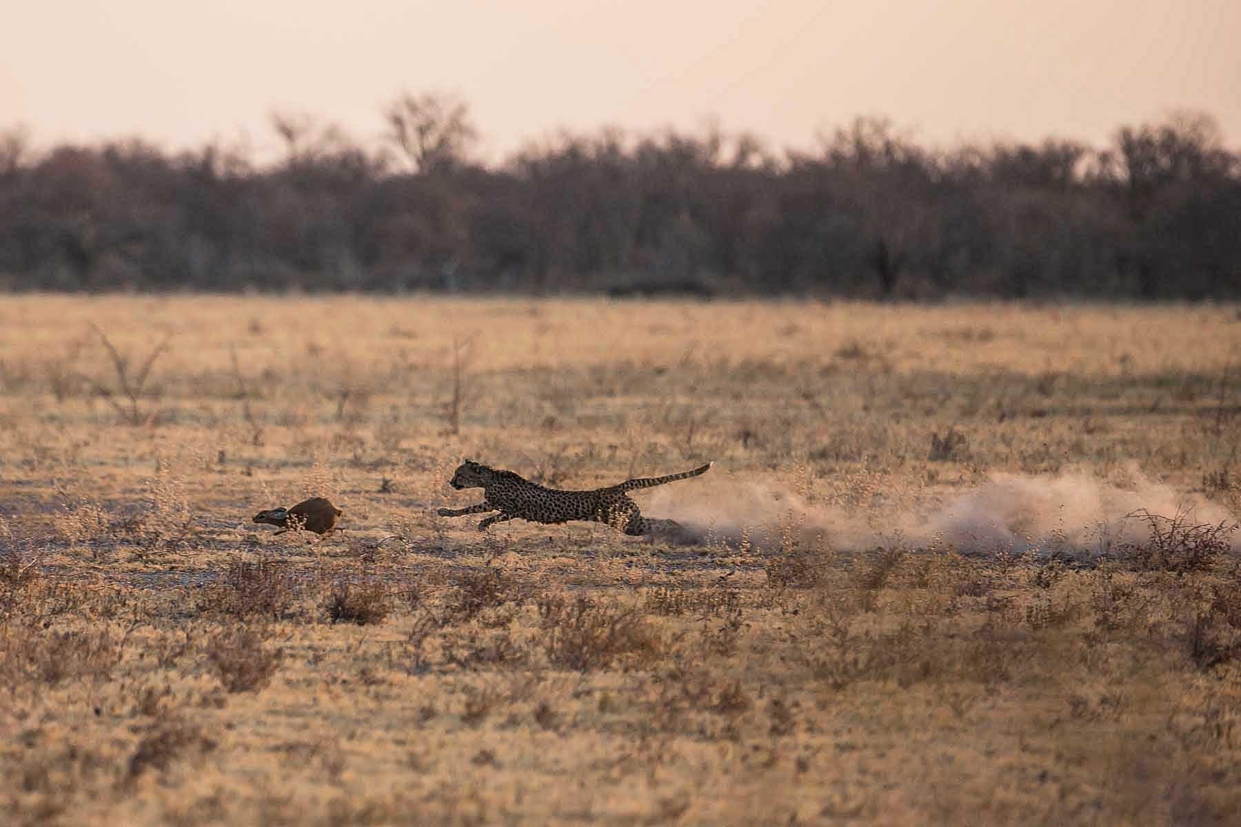 1800x1200 Makgadikgadi Pan National Park, Desktop