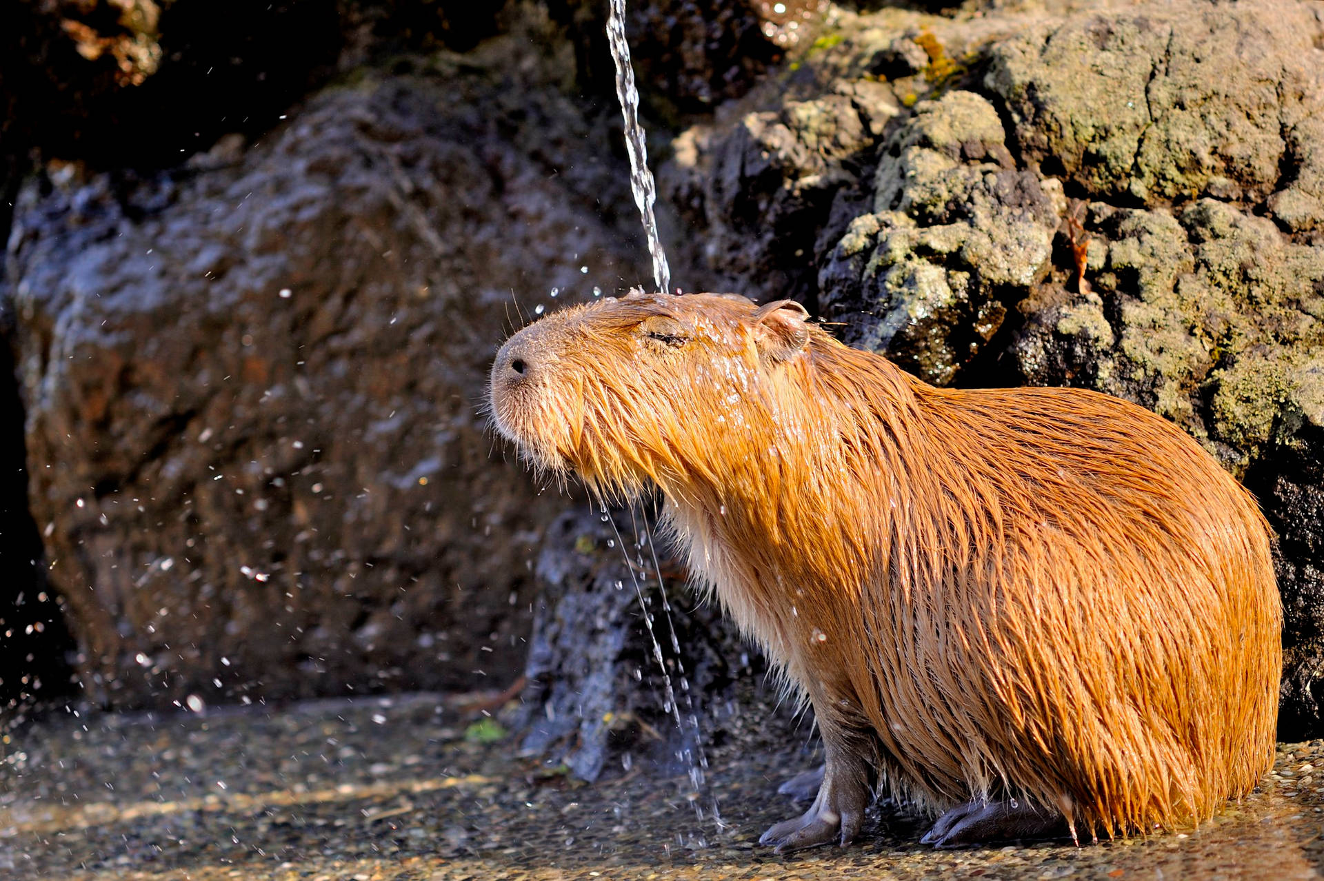 1920x1280 Capybara Wallpaper, Desktop