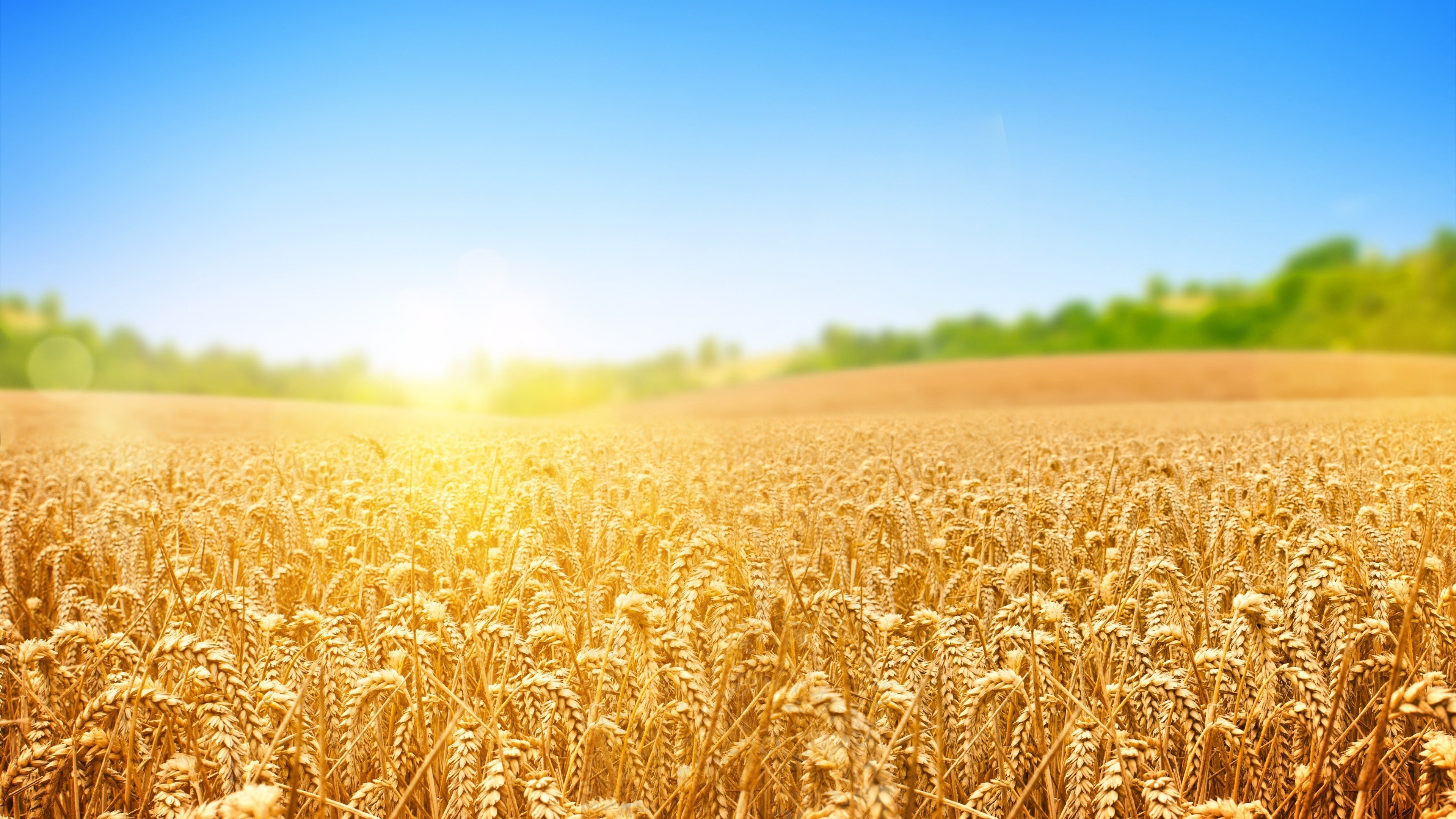 3840x2160 Wallpaper wheat, field, nature, sky, 4k, Nature, Desktop