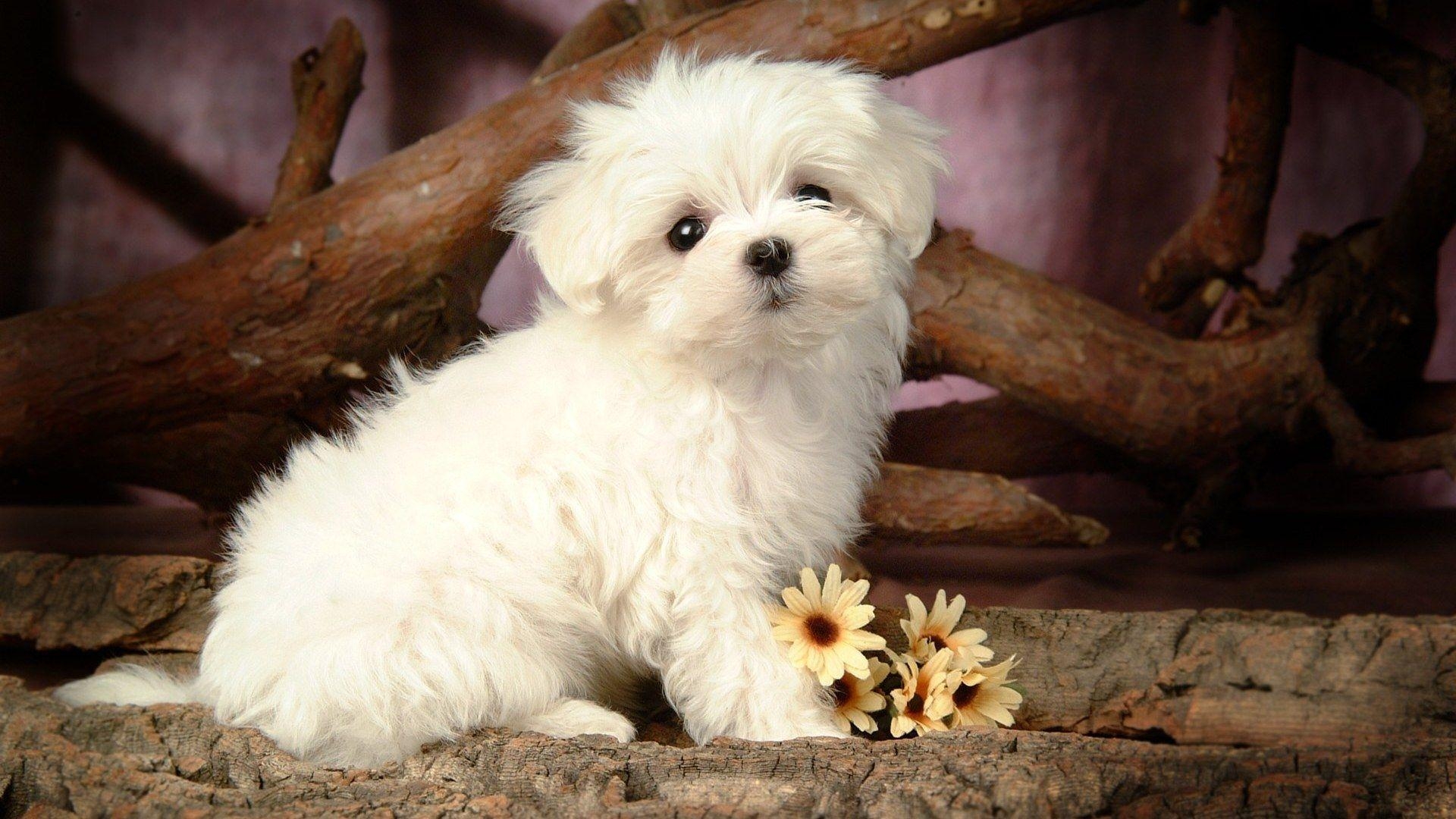 1920x1080 Fluffy Puppy, High Definition, High Quality, Widescreen, Desktop