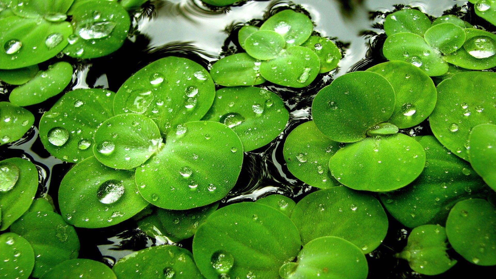 1920x1080 Grass Water Clover Green Lucky Wallpaper Picture HD Grass HD 16:9, Desktop