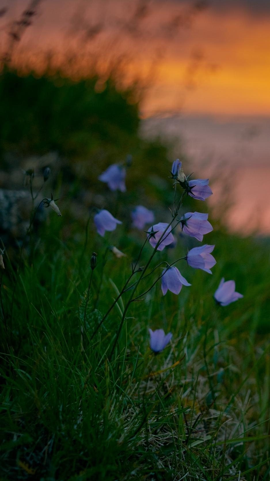 940x1670 Download wallpaper  bluebells, wildflowers, summer, grass, Phone