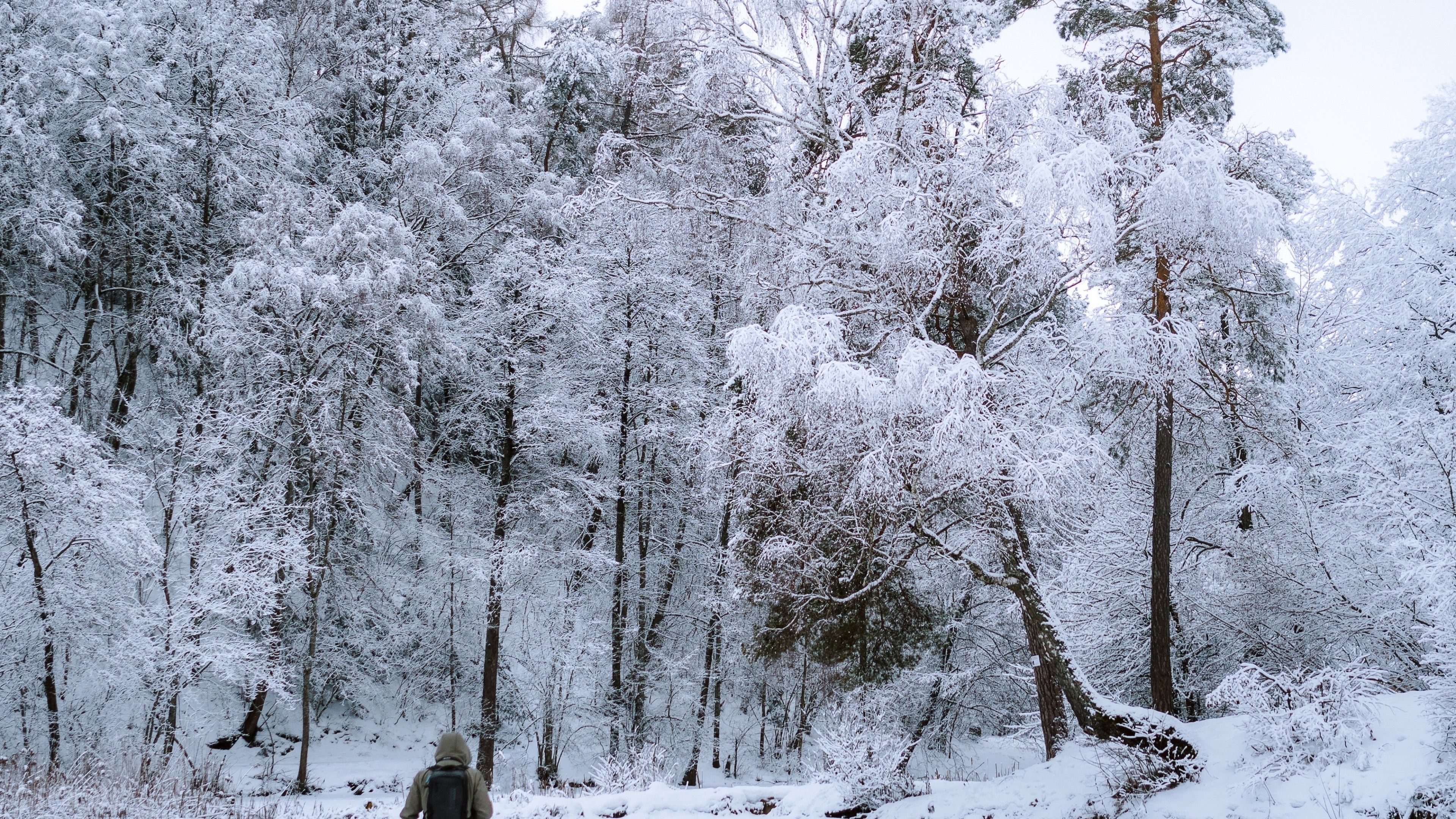 3840x2160 Download  Snowy Forest, Walking Man, Path, Trees, Frost, Winter Wallpaper for UHD TV, Desktop