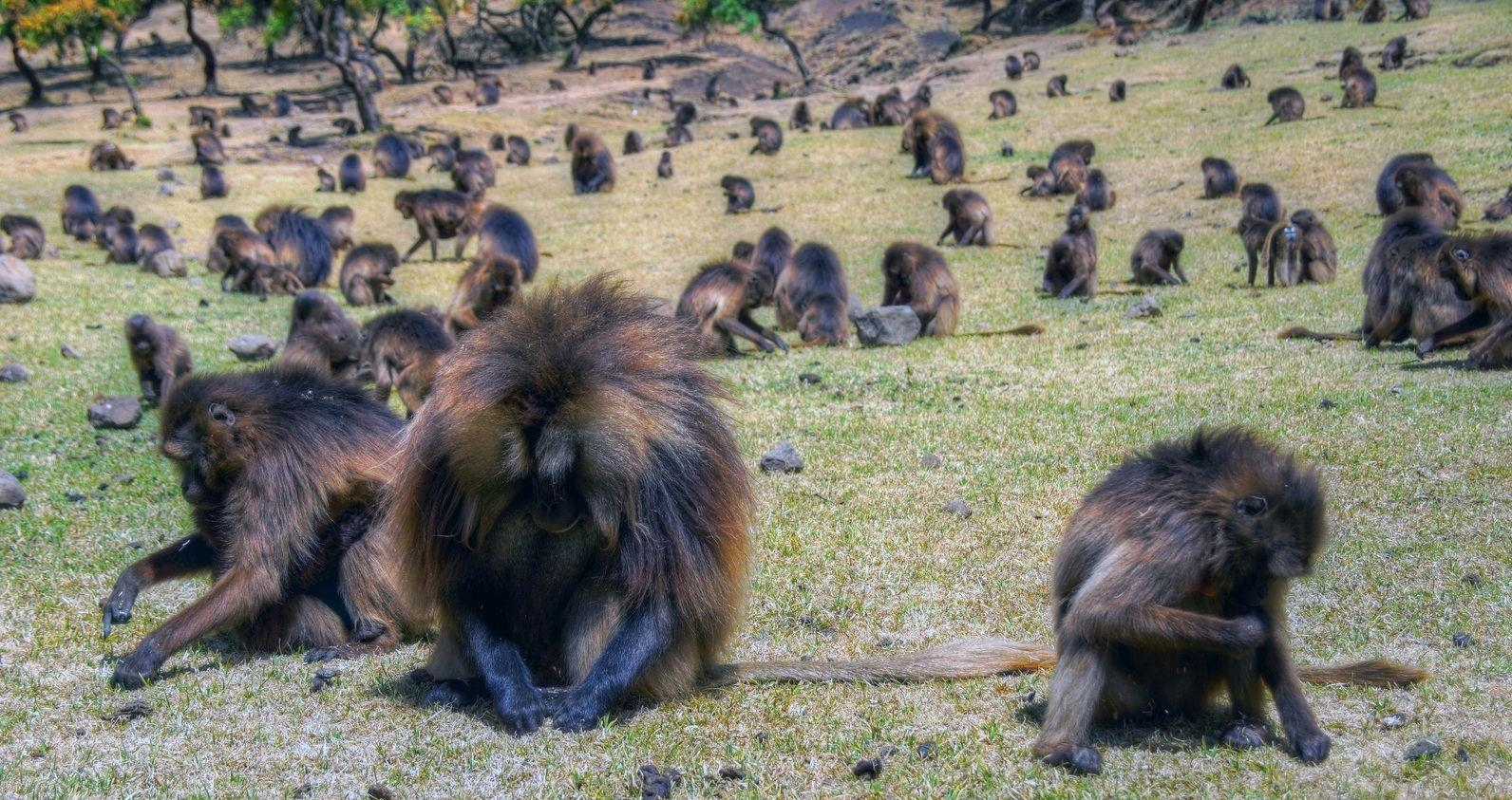 1600x850 ethiopia monkeys. HD Windows Wallpaper, Desktop