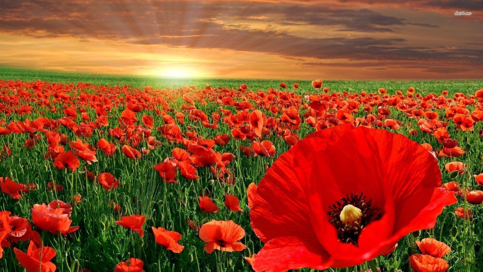 1920x1080 Red Poppy Flower Field, Desktop