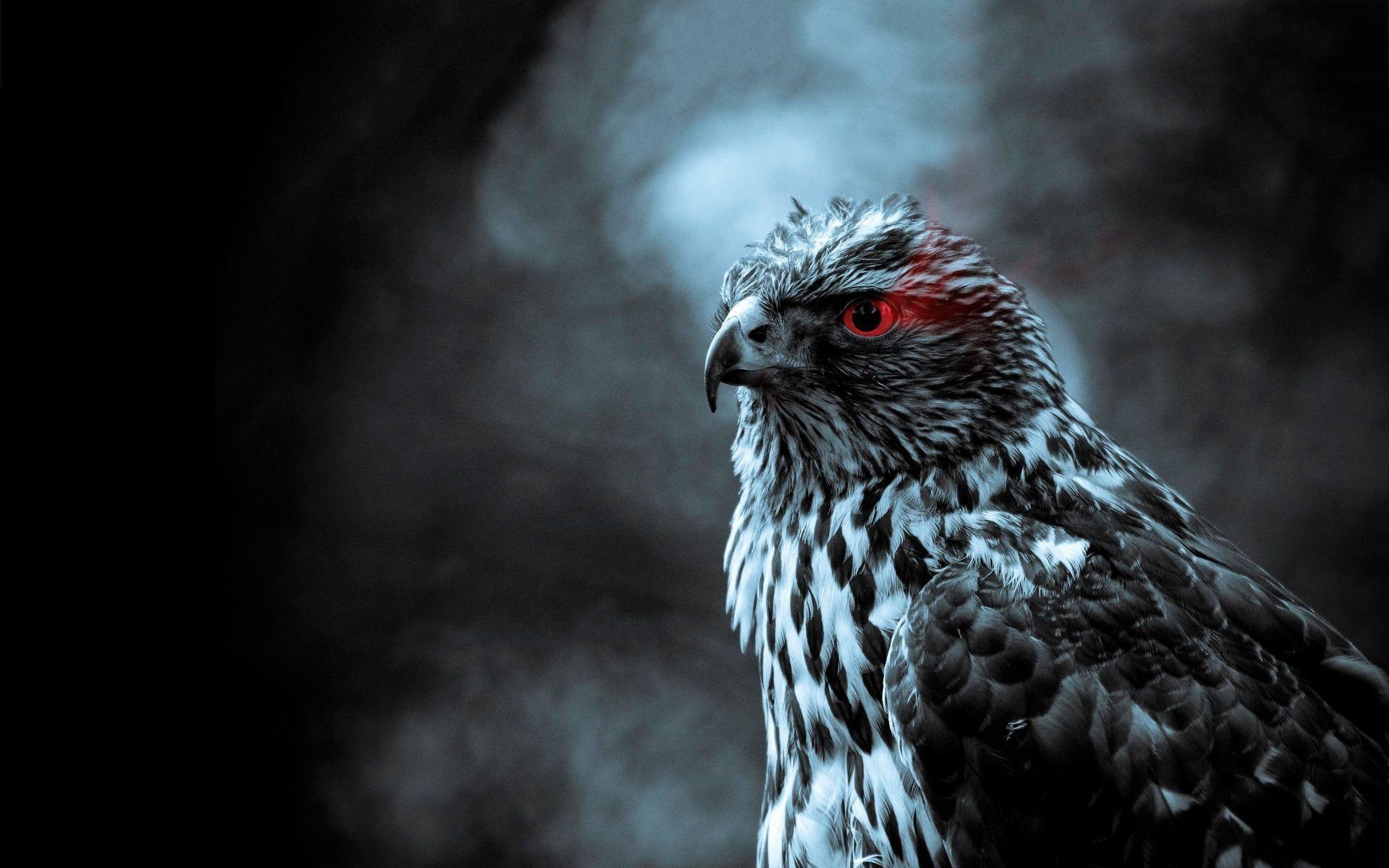 1920x1200 Hawk red eye Wallpaper, Desktop