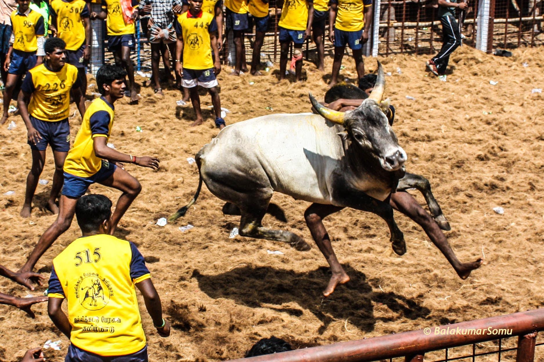 1880x1250  jallikattu wallpaper for desktop, Desktop