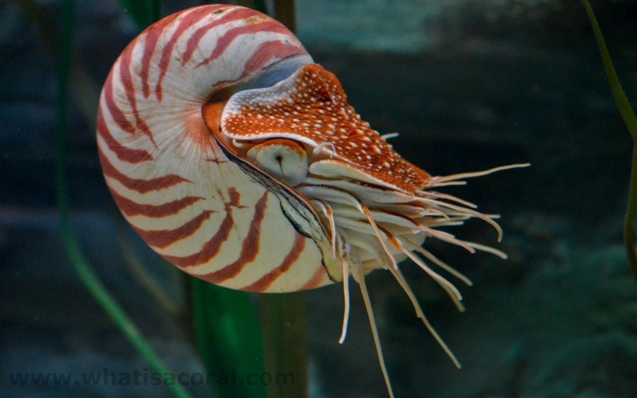 1280x800 What is a coral ? Wallpaper 432 Nautilus pompilius ((en) Chambered, Desktop