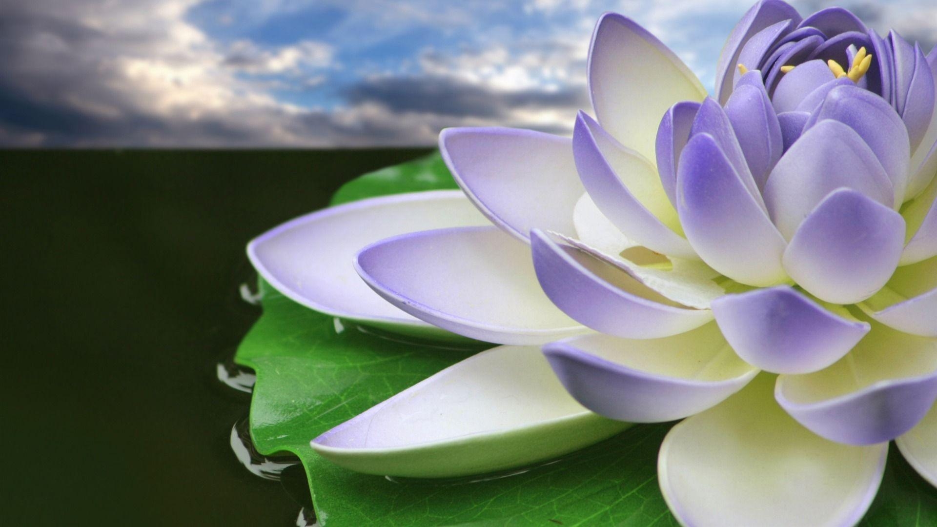 1920x1080 Download Purple Lotus Flower Wallpaper, Desktop