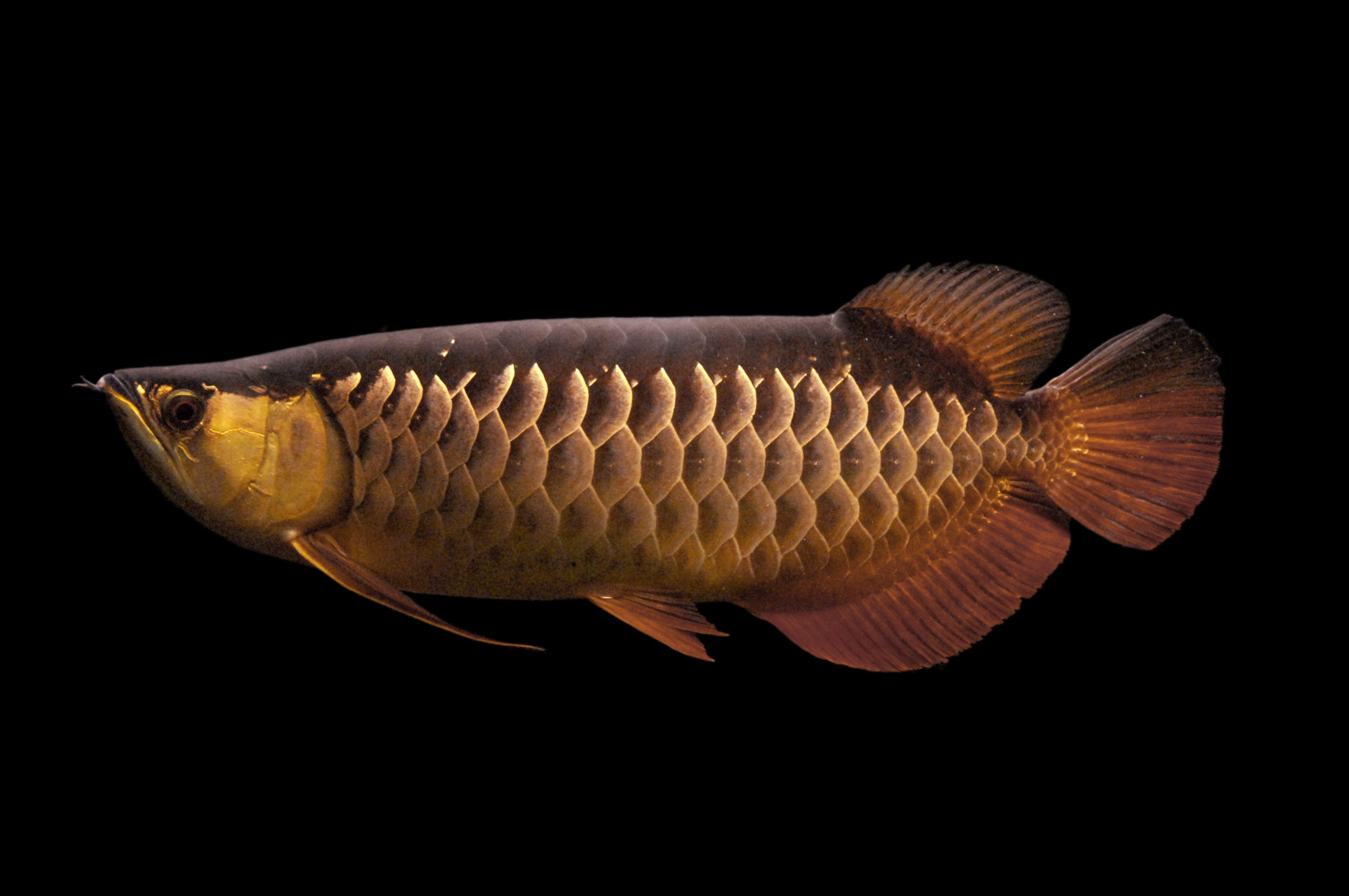 4290x2850 Gold Brown Arowana Fish Photo Underwater Picture Animal HD Dark Wallpaper. ปลาสวยงาม, ปลา, Desktop