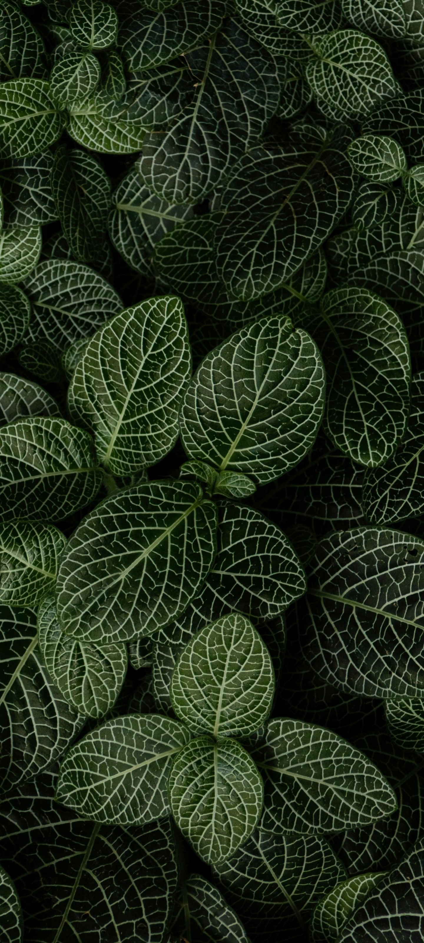 1440x3200 Plant Phone Wallpaper, Phone