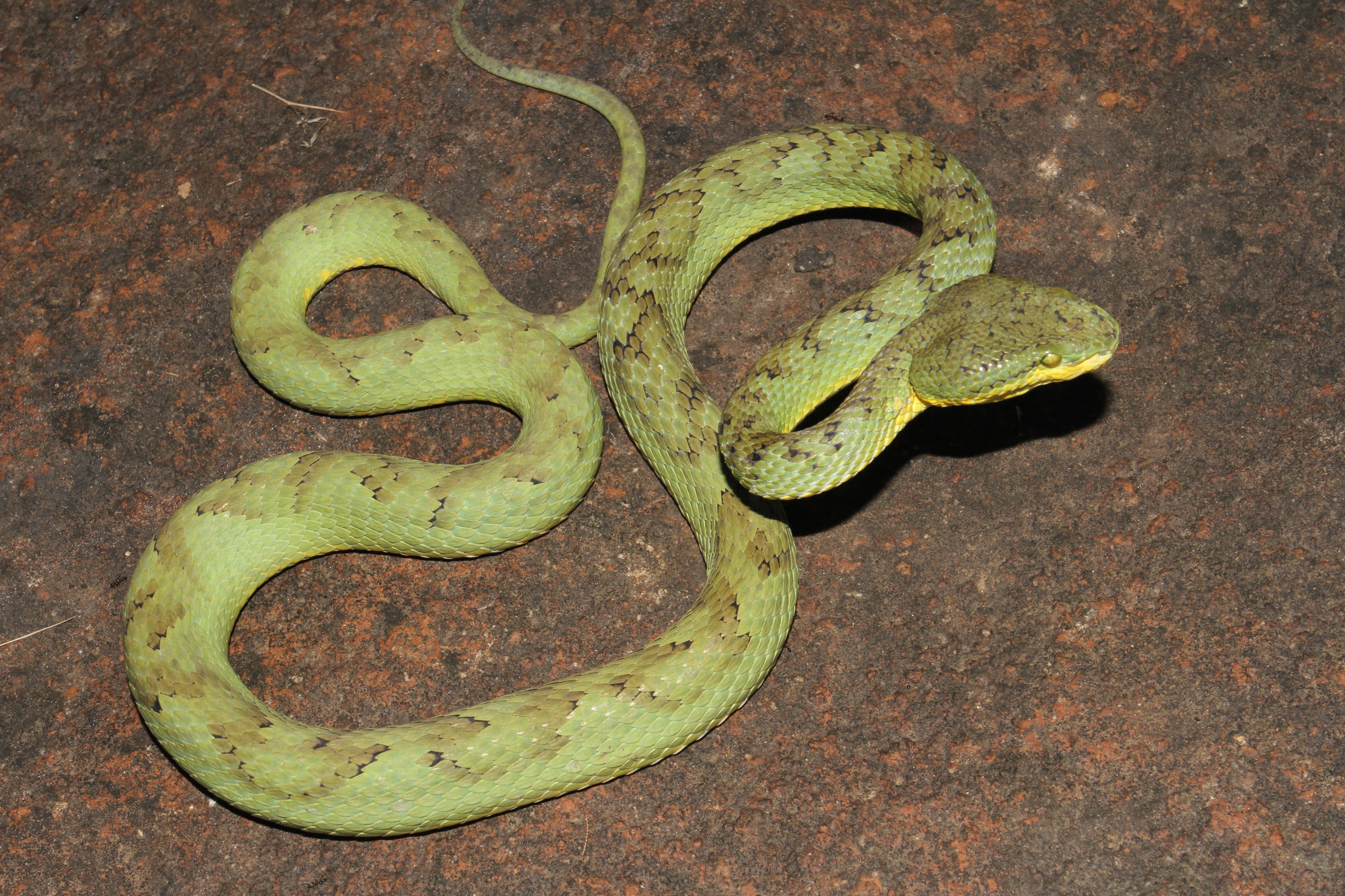 5190x3460 Trimeresurus, Desktop