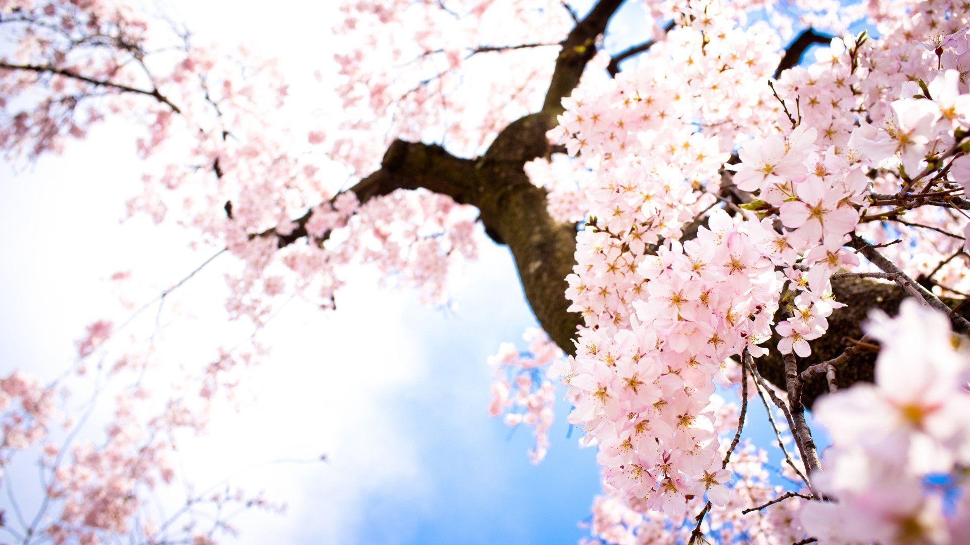 1920x1080 Sakura Flowers Wallpaper, Desktop