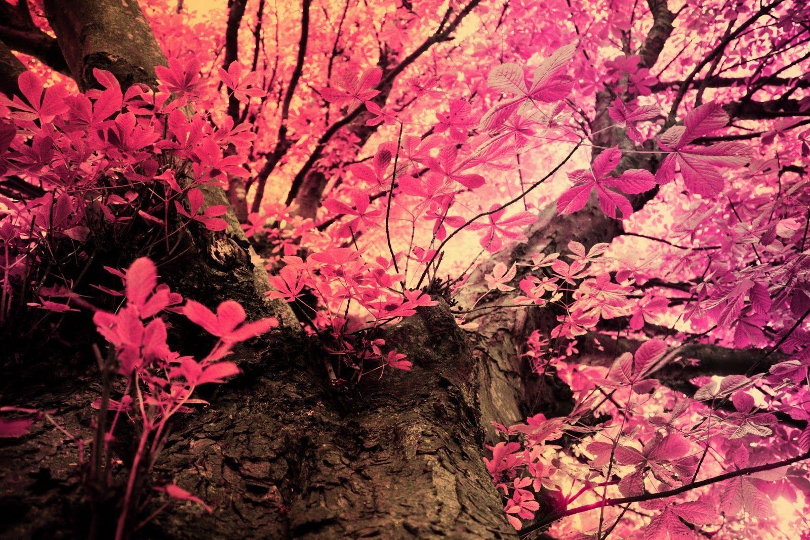 1600x1070 Pink Mossy Oak Wallpaper, Desktop