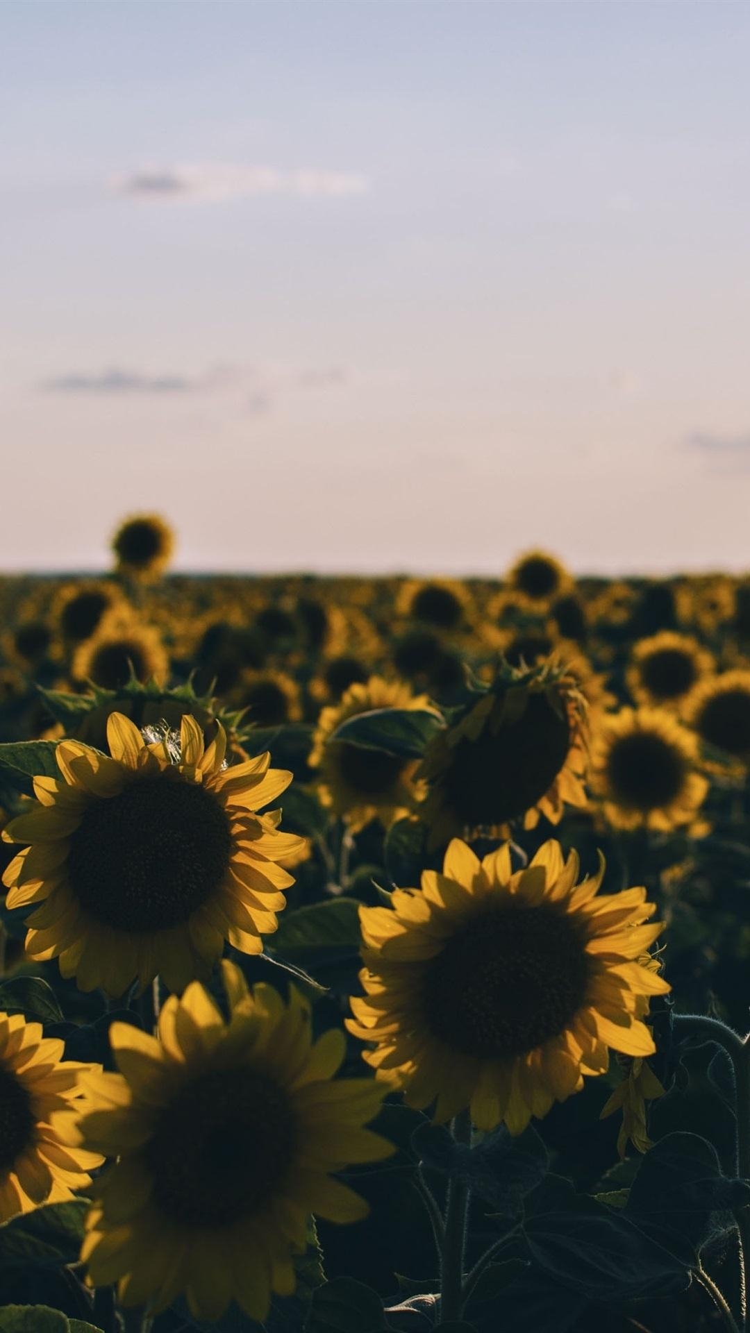 1080x1920 Sunflowers Field At Evening  IPhone 8 7 6 6S Plus Wallpaper, Phone