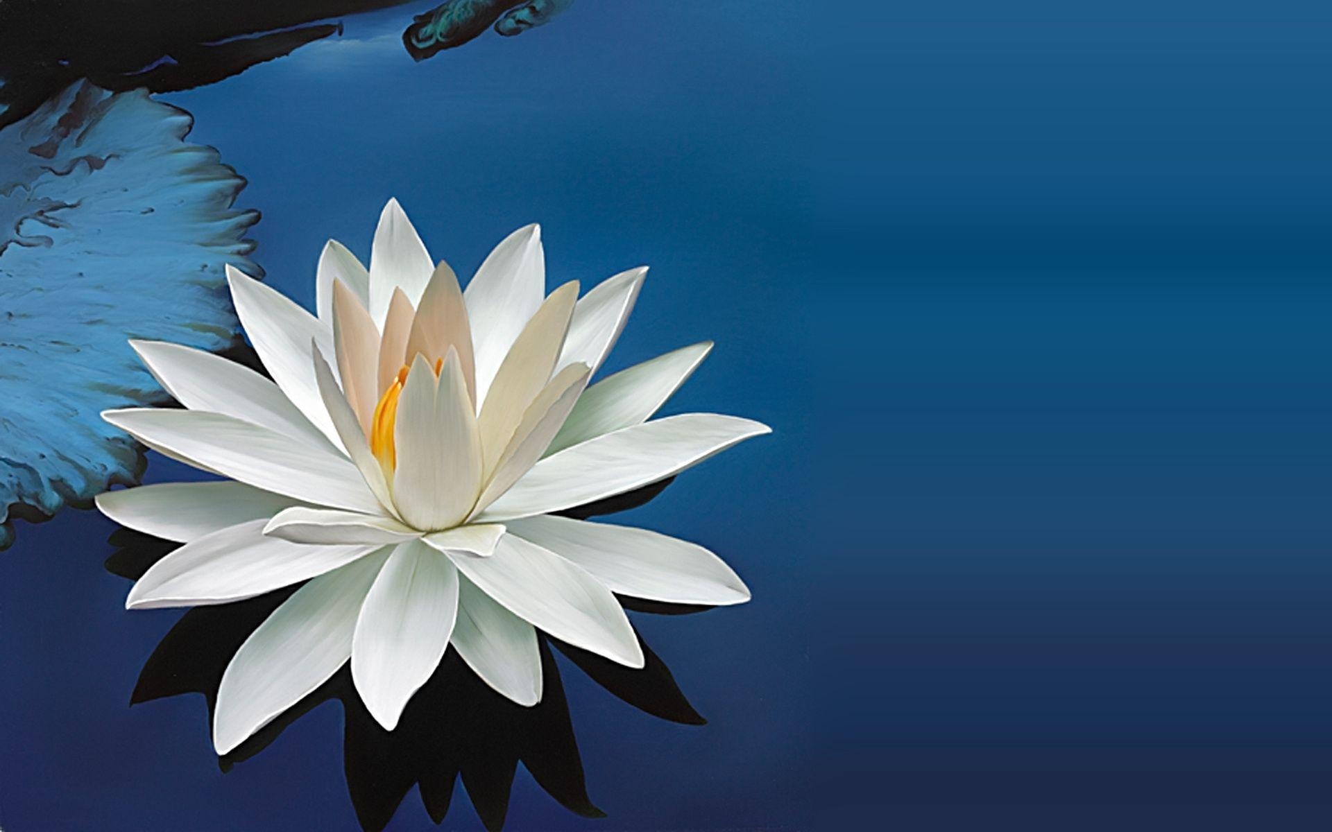 1920x1200 White Water Lily Wallpaper PC Wallpaper. Wallpaper Screen, Desktop