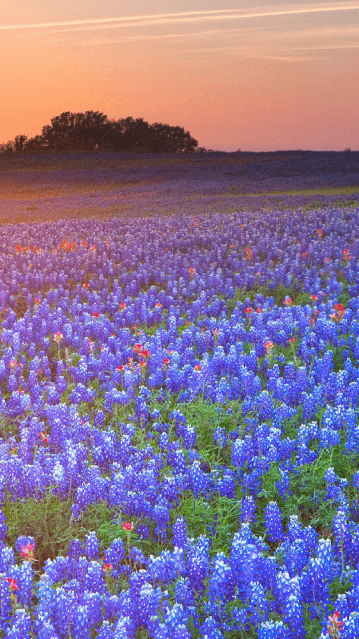 720x1280 Earth Texas Bluebonnets () Wallpaper, Phone